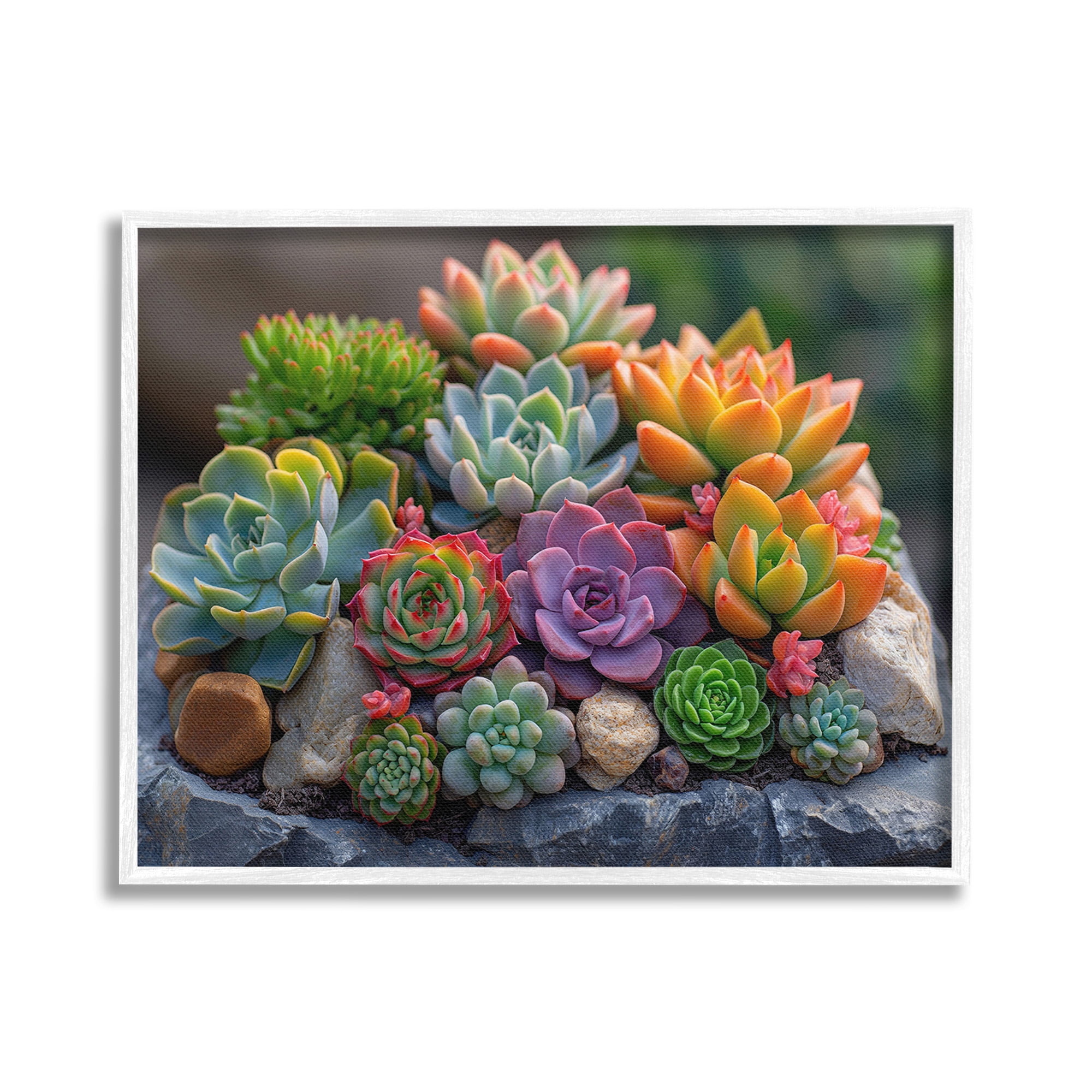 Stupell Industries Varied Succulents Photography Botanical & Floral Photography White Framed Art Print Wall Art, 20 x 16