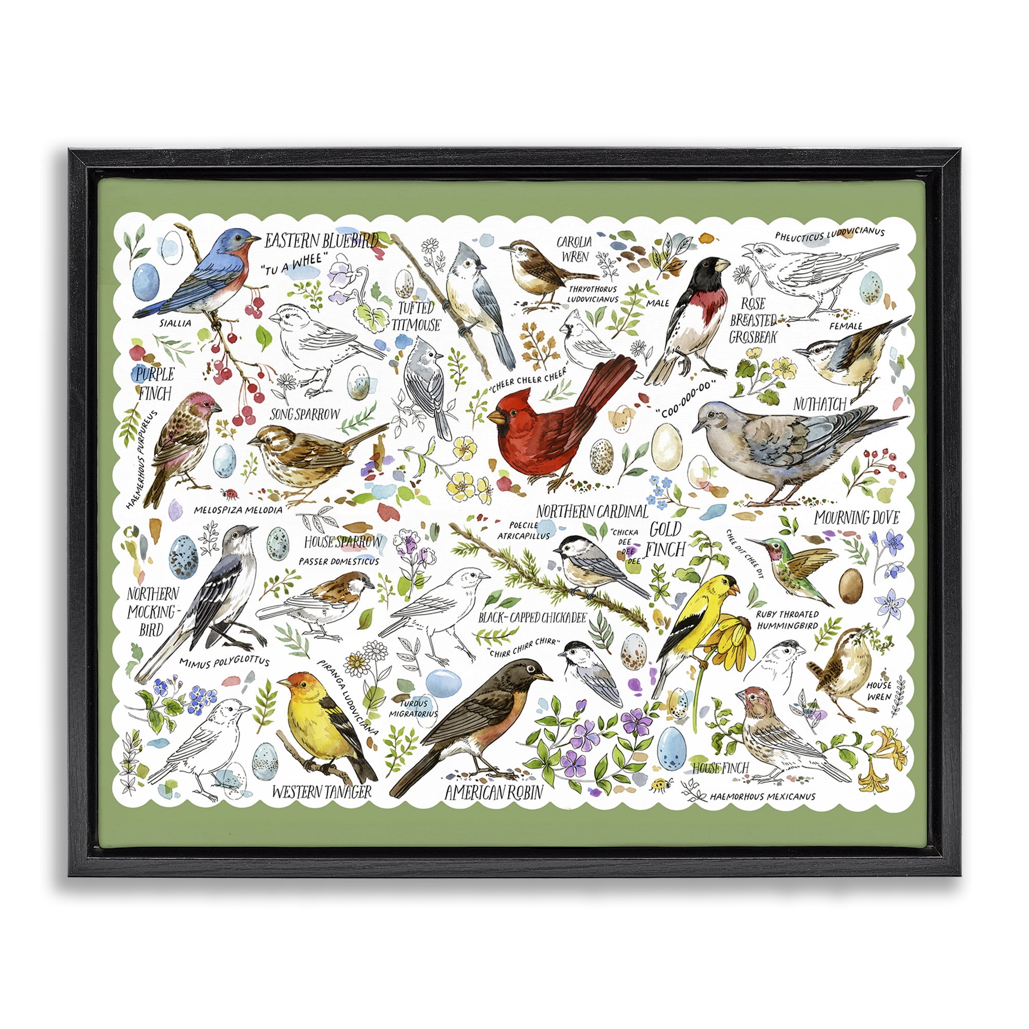 Stupell Industries Various Bird Species Animals & Insects Painting Black Floater Framed Art Print Wall Art, 21 x 17