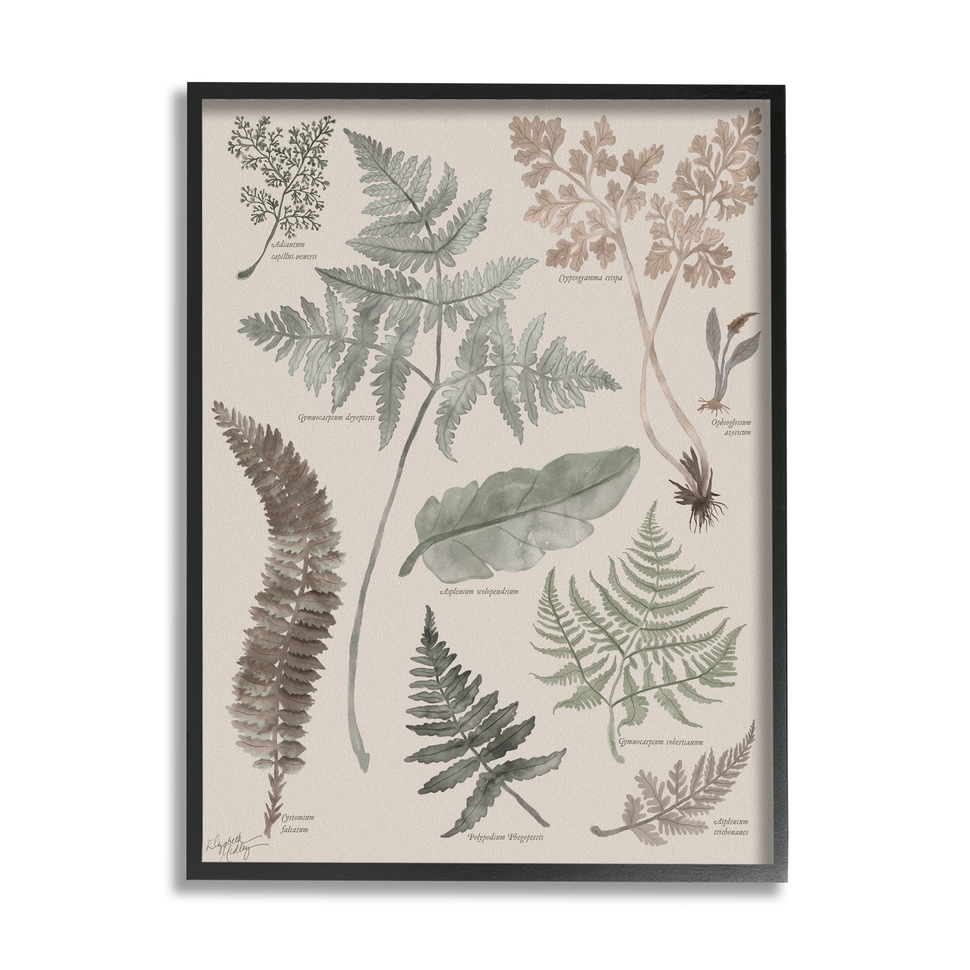 Stupell Industries Various Botanical Leaves Latin Study Informative Page Graphic Art Black Framed Art Print Wall Art, Design by Elizabeth Medley