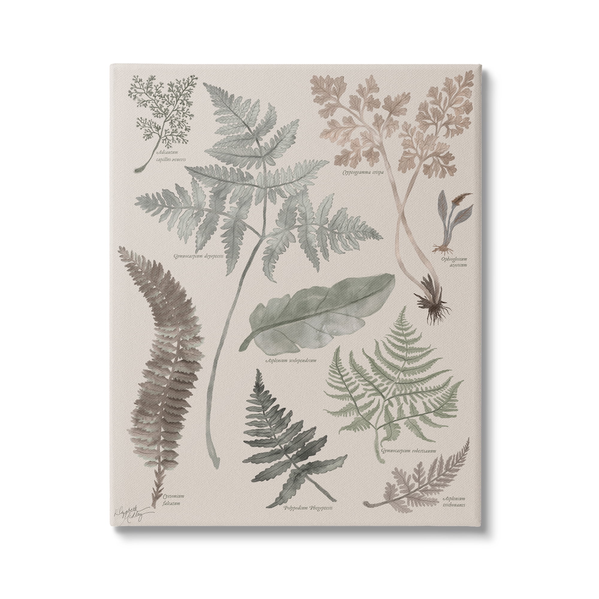 Stupell Industries Various Botanical Leaves Latin Study Informative Page Graphic Art Gallery Wrapped Canvas Print Wall Art, Design by Elizabeth Medley