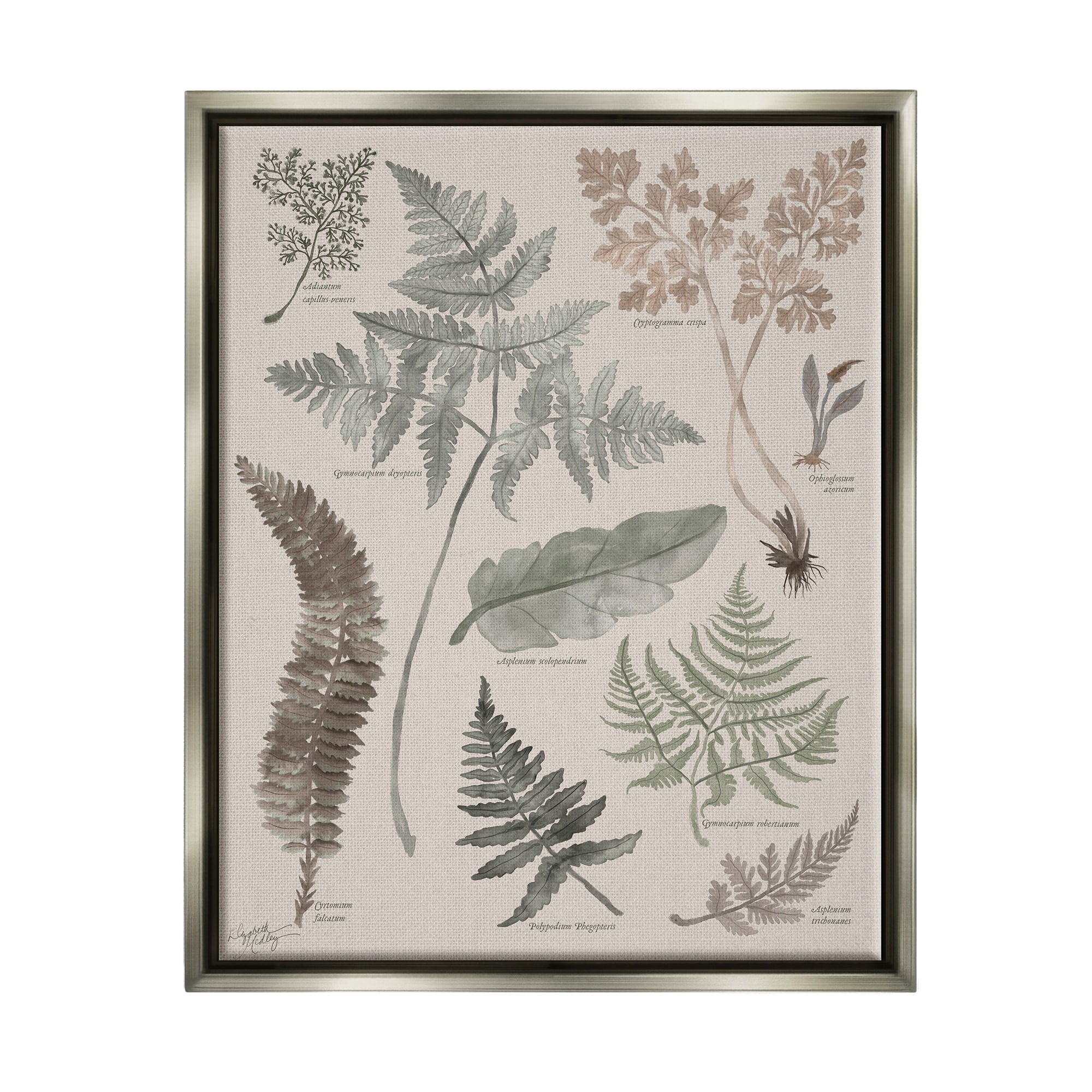 Stupell Industries Various Botanical Leaves Latin Study Informative Page Graphic Art Luster Gray Floating Framed Canvas Print Wall Art, Design by Elizabeth Medley