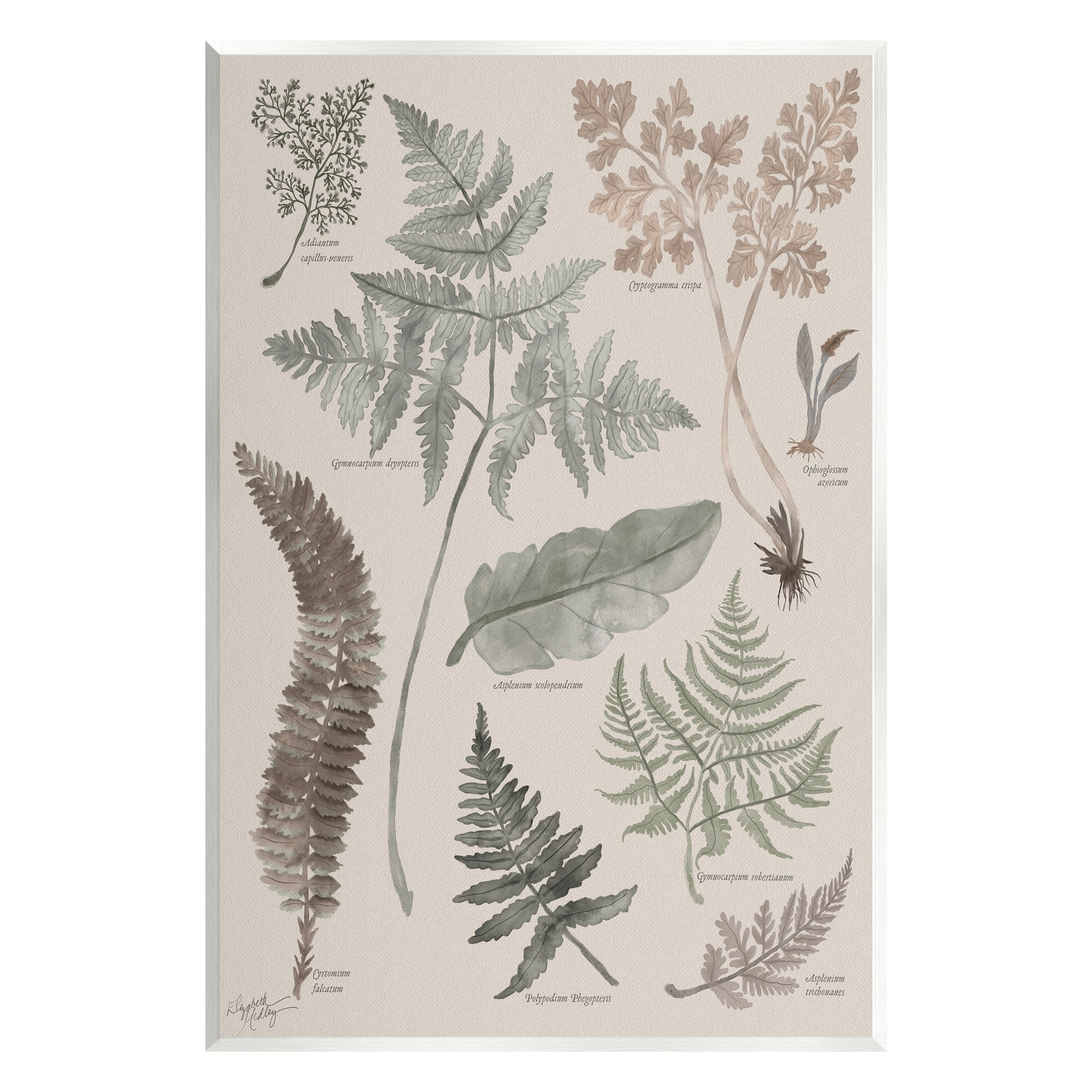 Stupell Industries Various Botanical Leaves Latin Study Informative Page Graphic Art Unframed Art Print Wall Art, Design by Elizabeth Medley