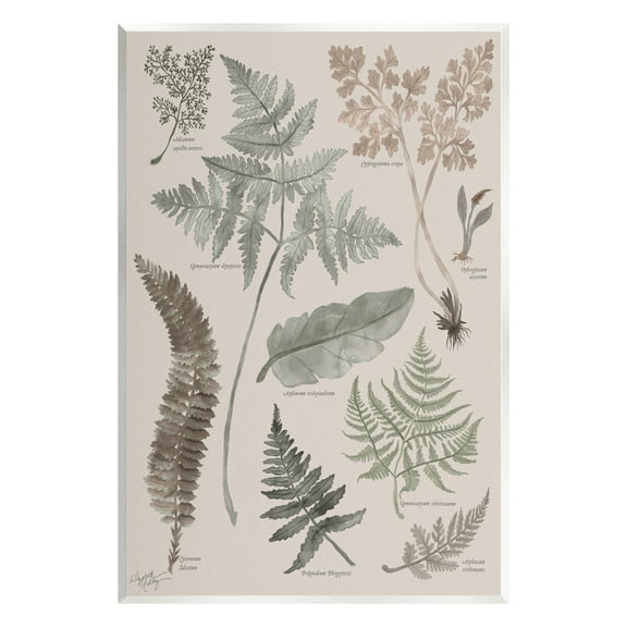 Stupell Industries Various Botanical Leaves Latin Study Informative Page Graphic Art Unframed Art Print Wall Art, Design by Elizabeth Medley