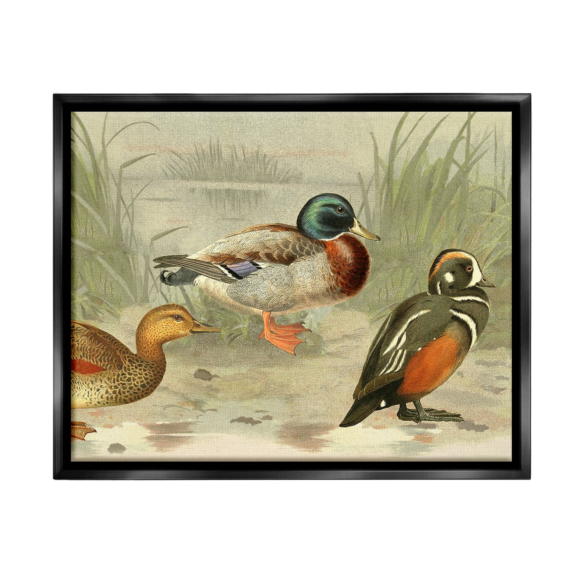 Stupell Industries Various Ducks by Pond Animals & Insects Painting Black Floater Framed Canvas Art Print Wall Art, 21 x 17