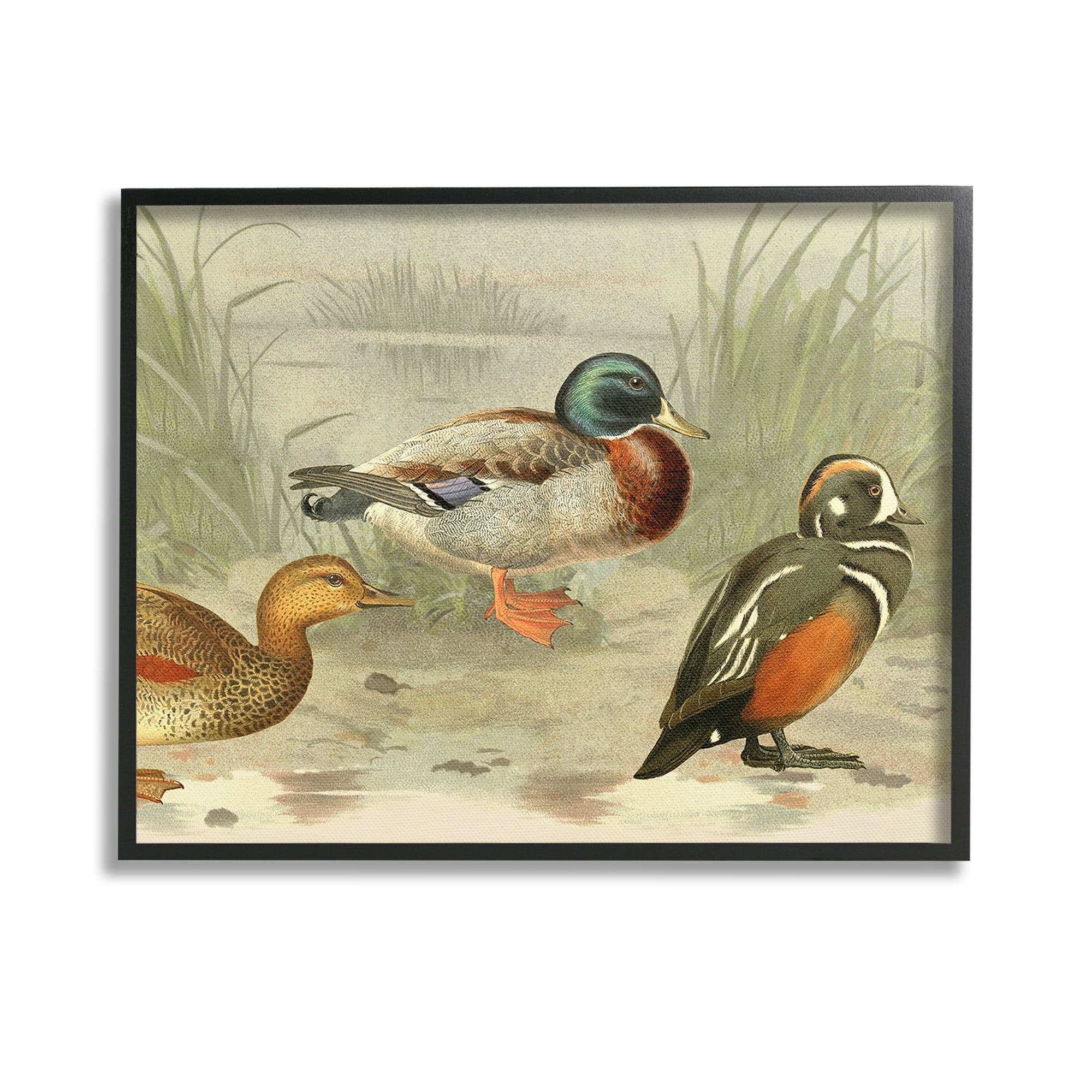 Black Framed Canvas Print of Ducks by Pond, 14 x 11