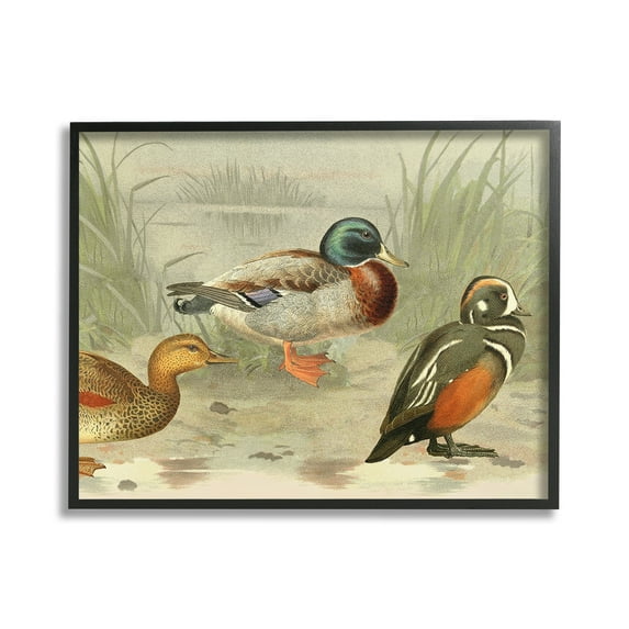 Stupell Industries Various Ducks by Pond Animals & Insects Painting Black Framed Art Print Wall Art, 20 x 16