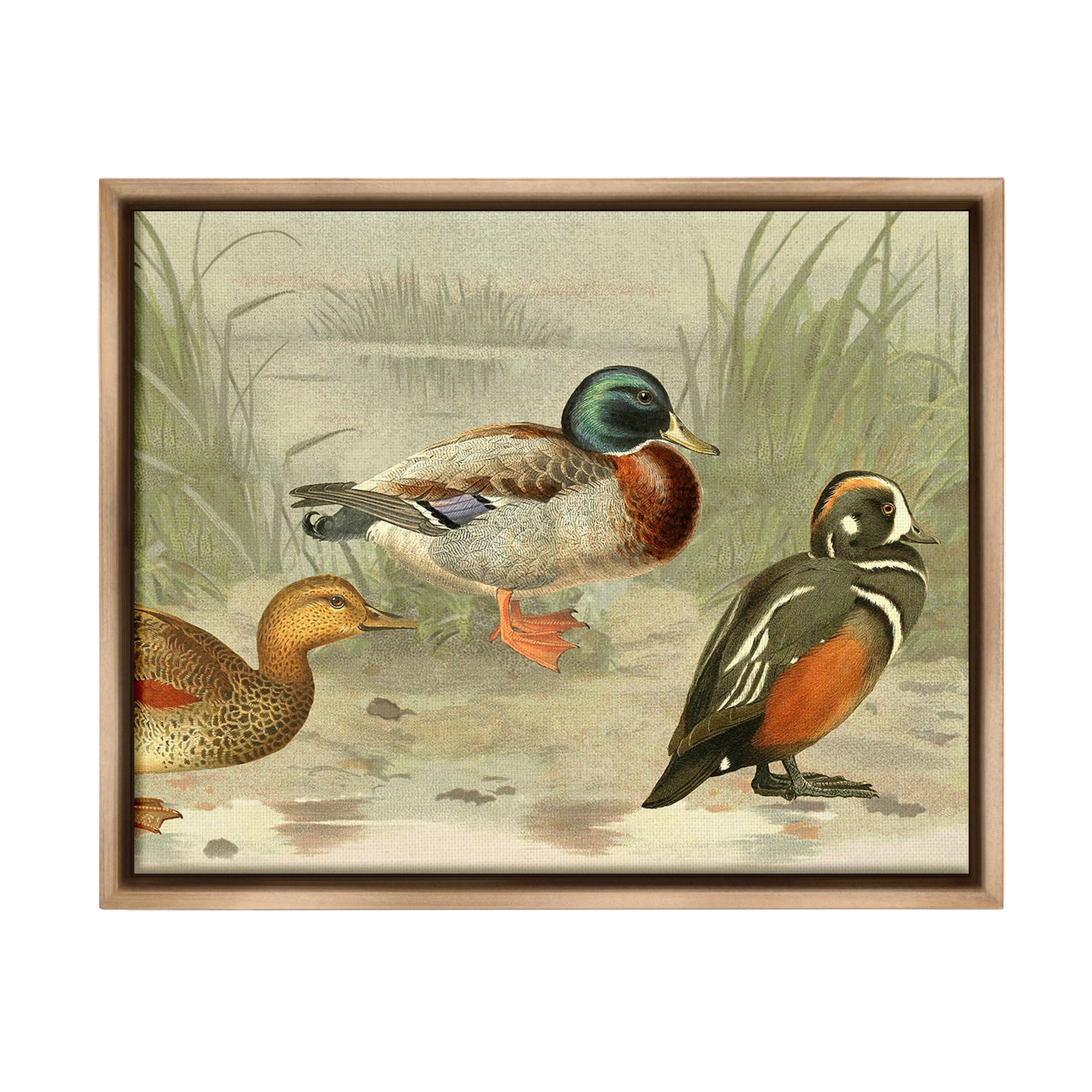 Stupell Industries Various Ducks by Pond Animals & Insects Painting Brown Floater Framed Canvas Art Print Wall Art, 21 x 17