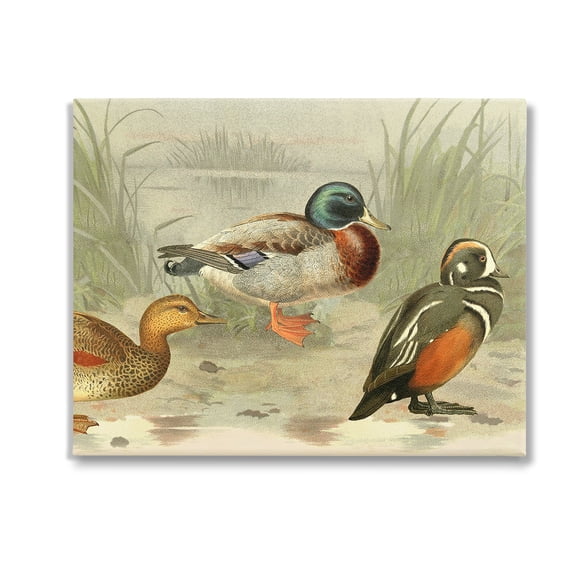 Stupell Industries Various Ducks by Pond Animals & Insects Painting Gallery Wrapped Canvas Art Print Wall Art, 20 x 16