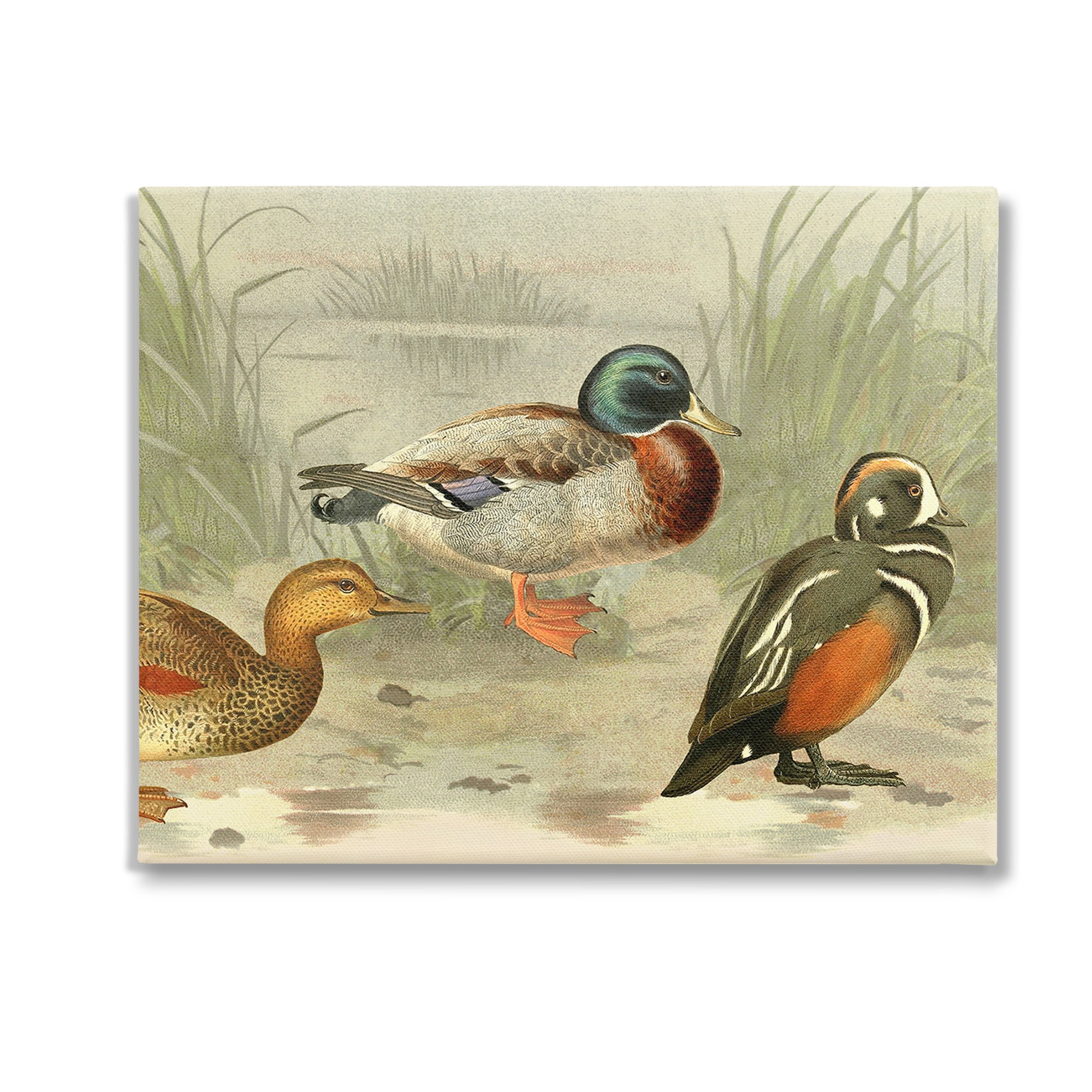 Stupell Industries Various Ducks by Pond Animals & Insects Painting Gallery Wrapped Canvas Art Print Wall Art, 30 x 24