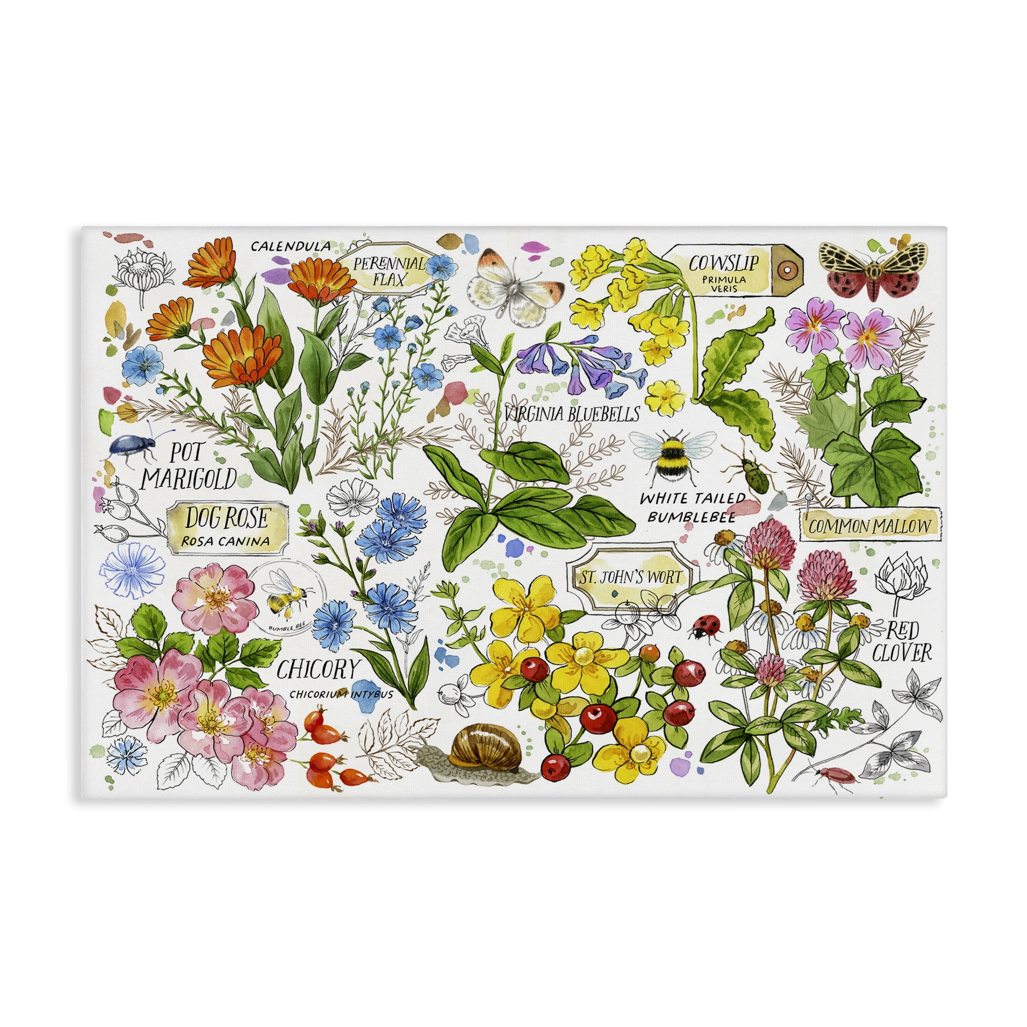 Stupell Industries Various Herbs Benefits Botanical & Floral Painting Gallery Wrapped Canvas Art Print Wall Art, 36 x 24
