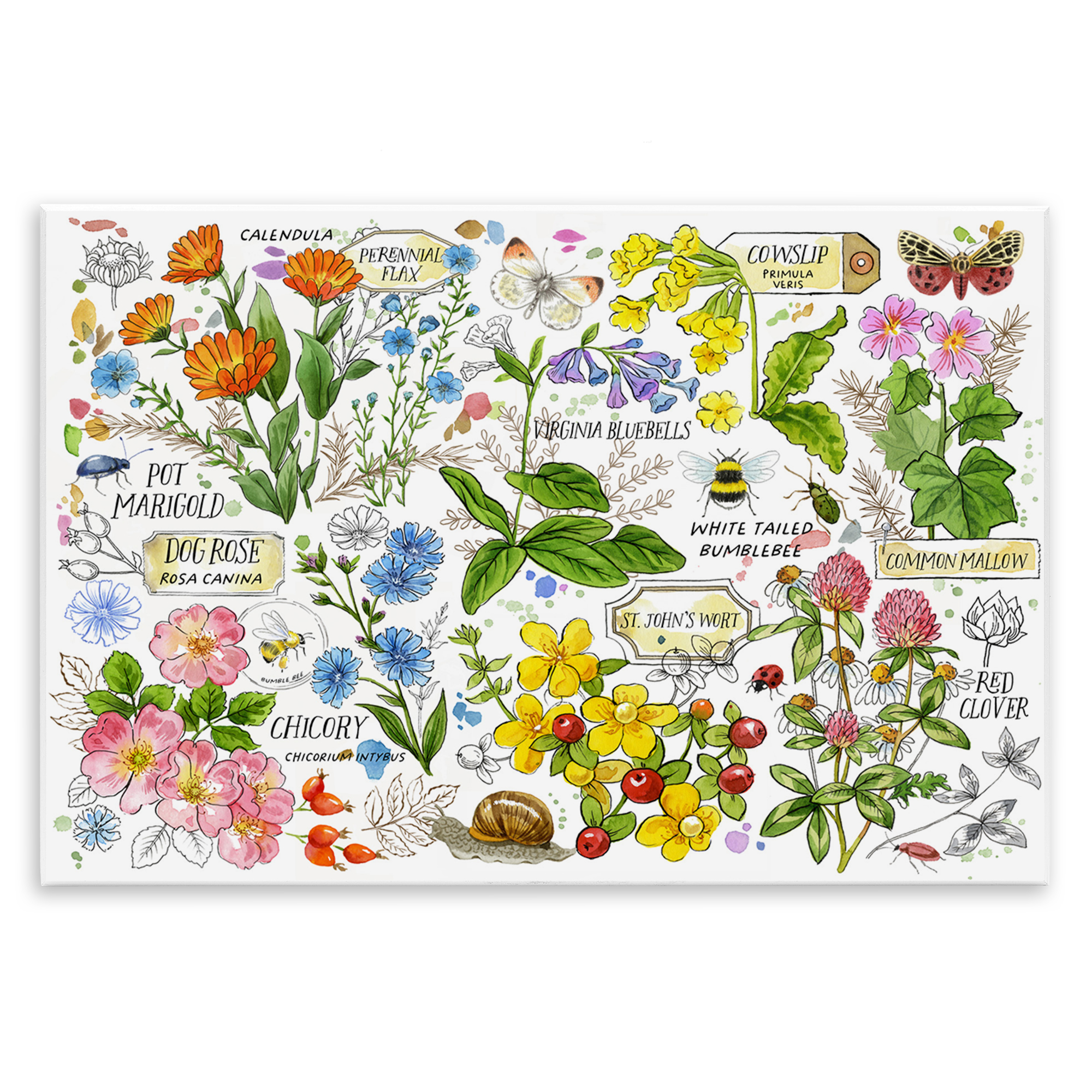 Stupell Industries Various Herbs Benefits Botanical & Floral Painting Unframed Art Print Wall Art, 19 x 13