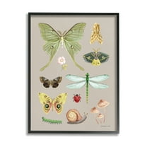 Stupell Industries Various Insect Studies Animals & Insects Painting Black Framed Art Print Wall Art, 11 x 14