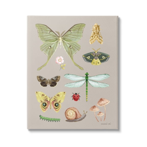 Stupell Industries Various Insect Studies Animals & Insects Painting Gallery Wrapped Canvas Print Wall Art, 16 x 20