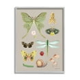 thumbnail image 1 of Stupell Industries Various Insect Studies Animals & Insects Painting Gray Framed Art Print Wall Art, 16 x 20, 1 of 8