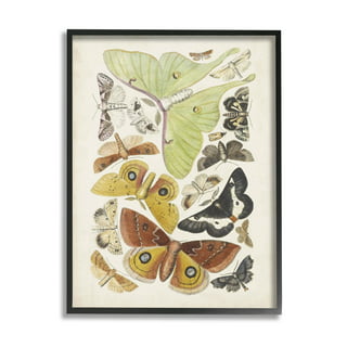 https://i5.walmartimages.com/seo/Stupell-Industries-Various-Moth-Species-Insect-Patterns-Graphic-Art-Black-Framed-Art-Print-Wall-Art-Design-by-World-Art-Group_dab0a813-fbc4-492a-a835-5c620c4e055b.25c7690e94fccda31fd763985ffd1ec4.jpeg?odnHeight=320&odnWidth=320&odnBg=FFFFFF