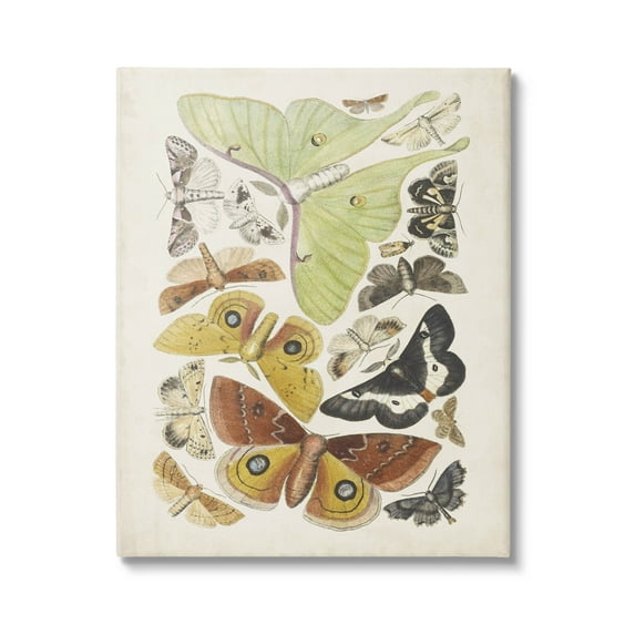 Stupell Industries Various Moth Species Insect Patterns Graphic Art Gallery Wrapped Canvas Print Wall Art, Design by World Art Group