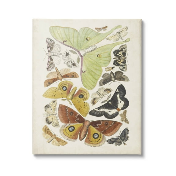 Stupell Industries Various Moth Species Insect Patterns Graphic Art Gallery Wrapped Canvas Print Wall Art, Design by World Art Group