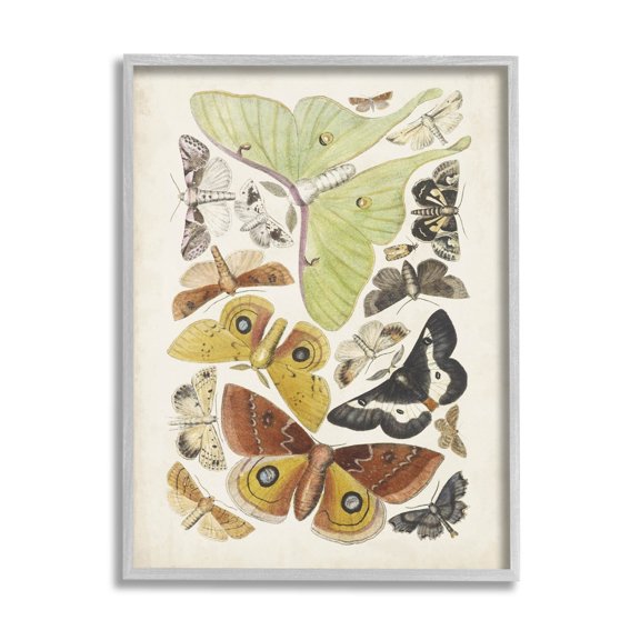 Stupell Industries Various Moth Species Insect Patterns Graphic Art Gray Framed Art Print Wall Art, Design by World Art Group