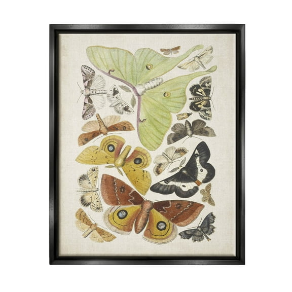 Stupell Industries Various Moth Species Insect Patterns Graphic Art Jet Black Floating Framed Canvas Print Wall Art, Design by World Art Group