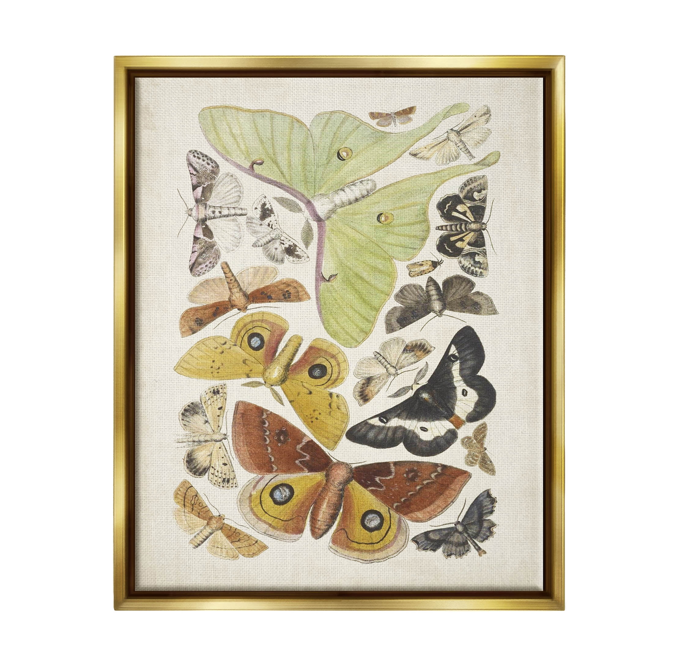 Stupell Industries Various Moth Species Insect Patterns Graphic Art Metallic Gold Floating Framed Canvas Print Wall Art, Design by World Art Group