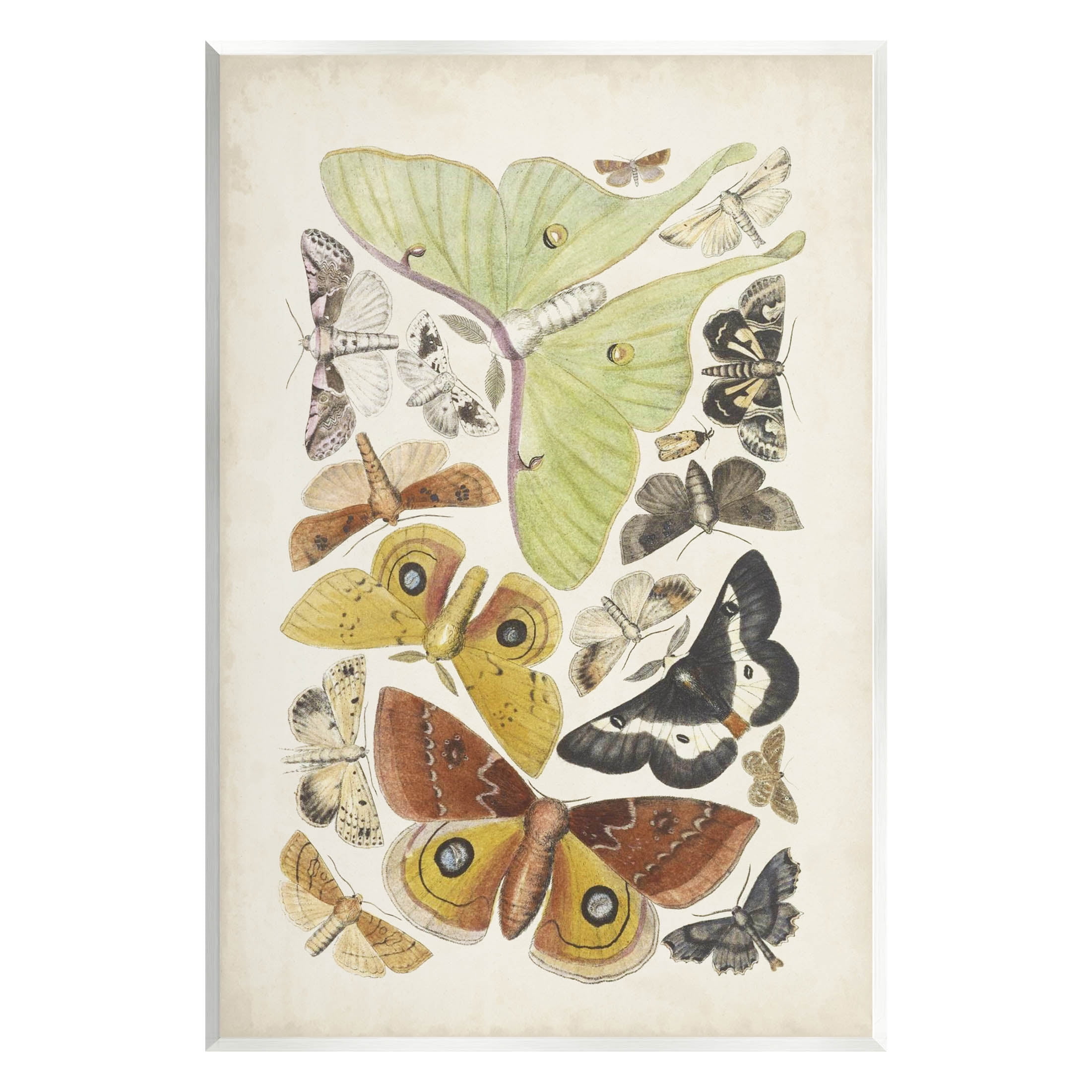 Vintage Moth Species Graphic Art Print on MDF Wood