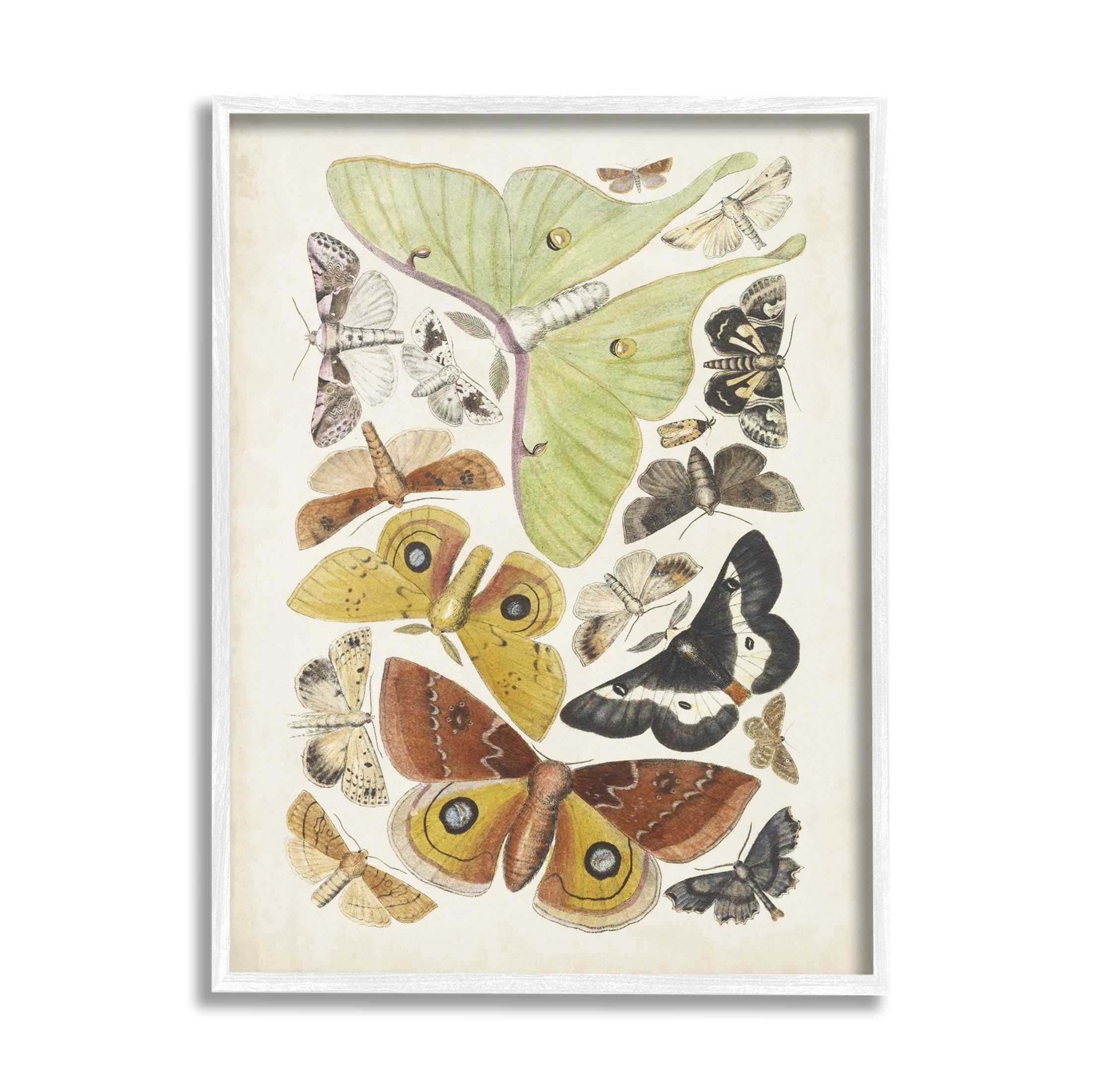 Stupell Industries Various Moth Species Insect Patterns Graphic Art White Framed Art Print Wall Art, Design by World Art Group