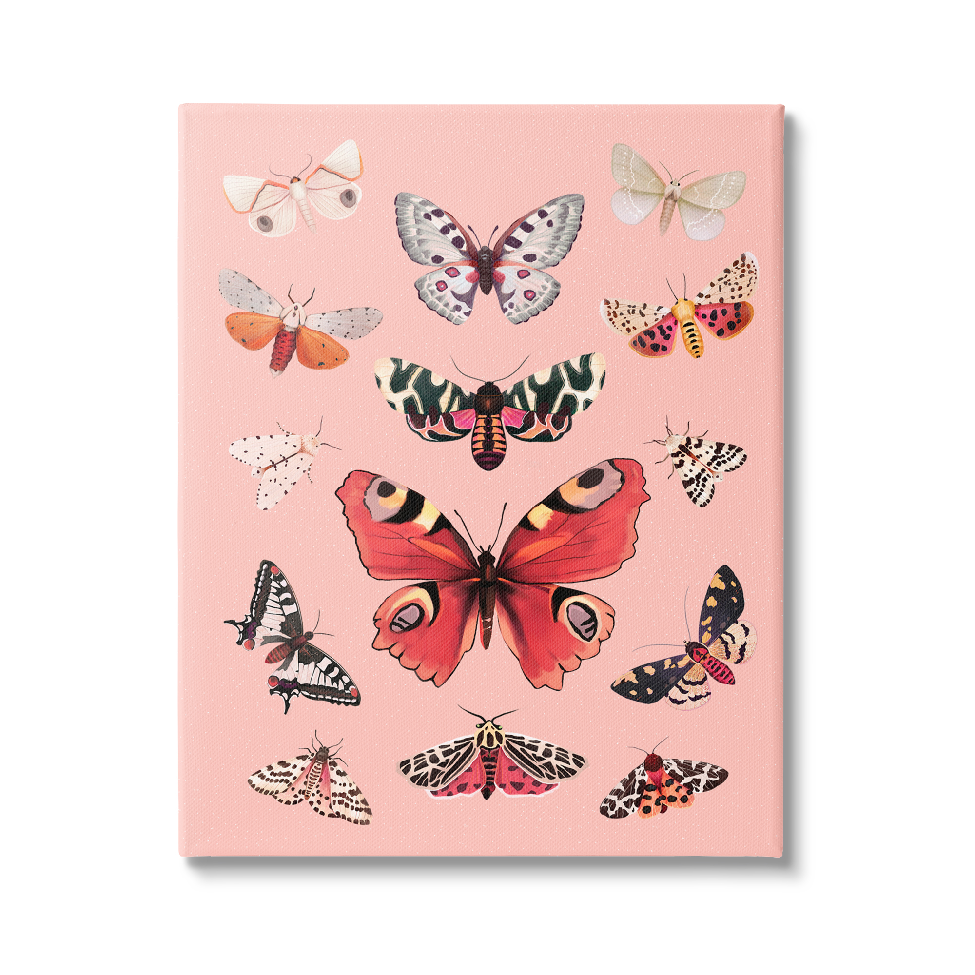 Stupell Industries Various Moths on Pink Animals & Insects Painting Gallery Wrapped Canvas Print Wall Art, 24 x 30