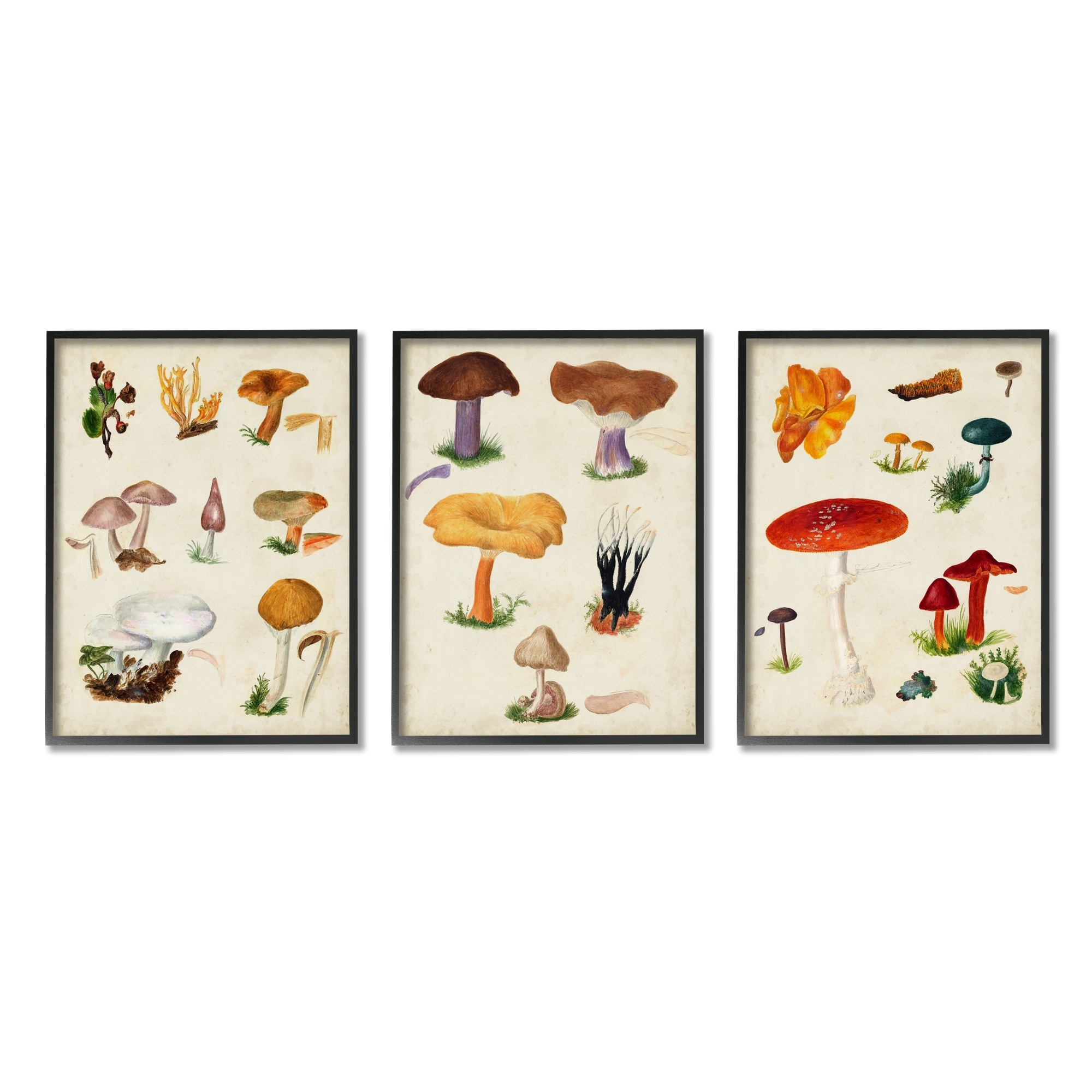 Stupell Industries Various Mushrooms Latin Study Drawings Botanical Diagram Graphic Art Black Framed Art Print Wall Art, Set of 3, Design by Vision Studio