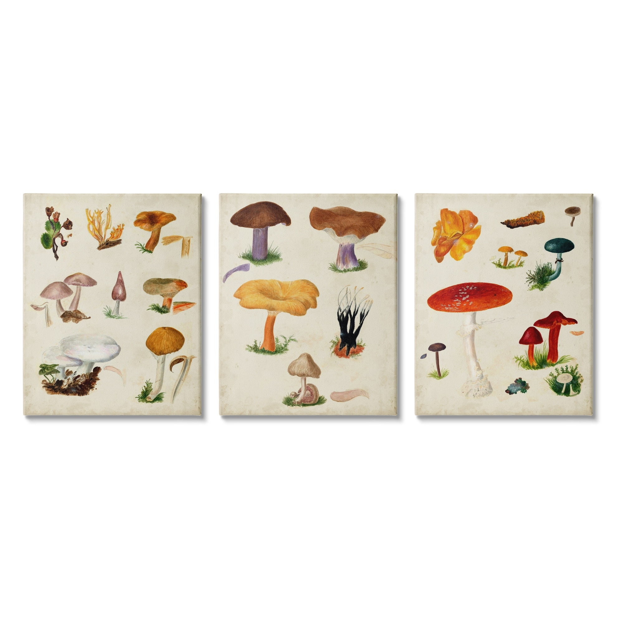 Stupell Industries Various Mushrooms Latin Study Drawings Botanical Diagram Graphic Art Gallery Wrapped Canvas Print Wall Art, Set of 3, Design by Vision Studio