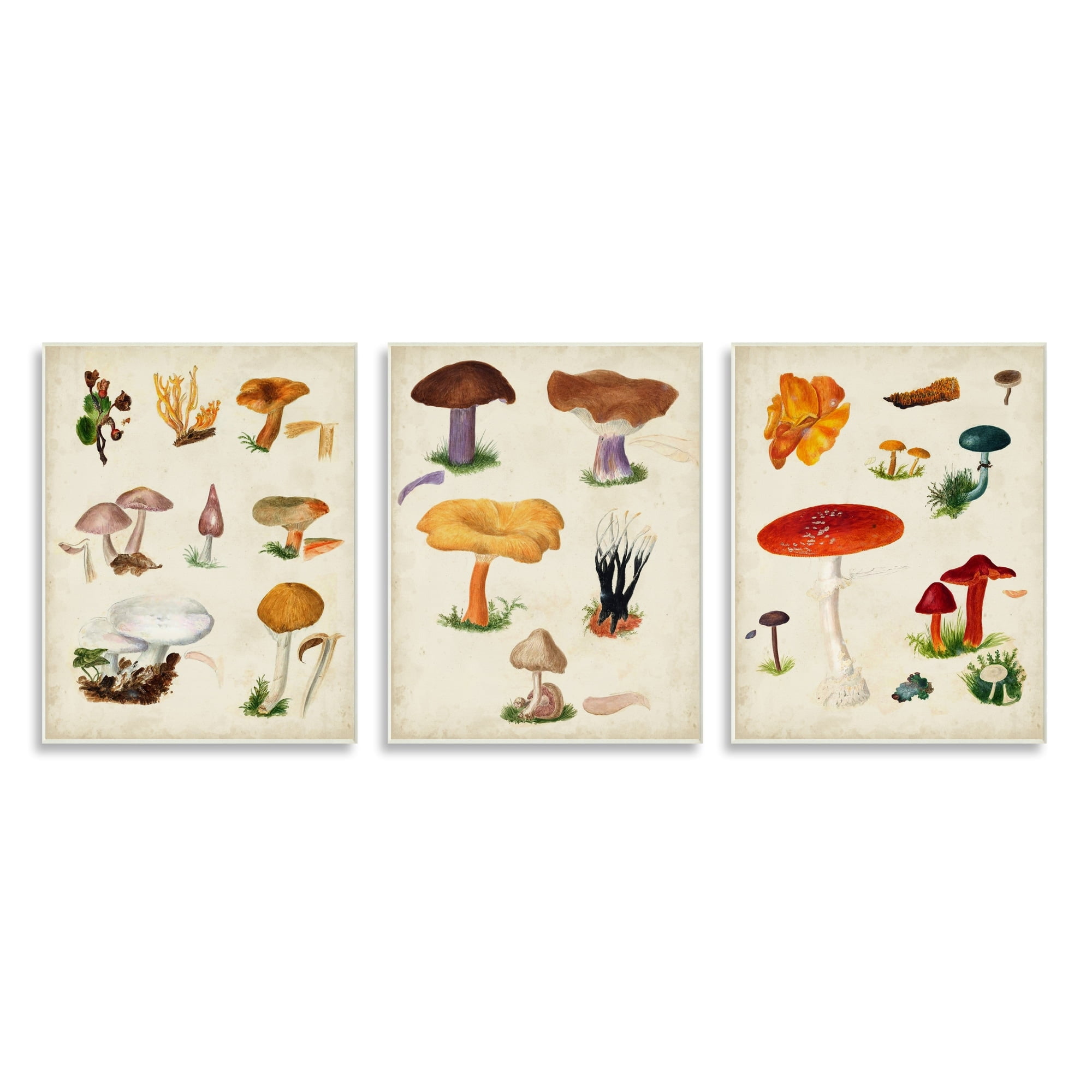 Stupell Industries Various Mushrooms Latin Study Drawings Botanical Diagram Graphic Art Unframed Art Print Wall Art, Set of 3, Design by Vision Studio
