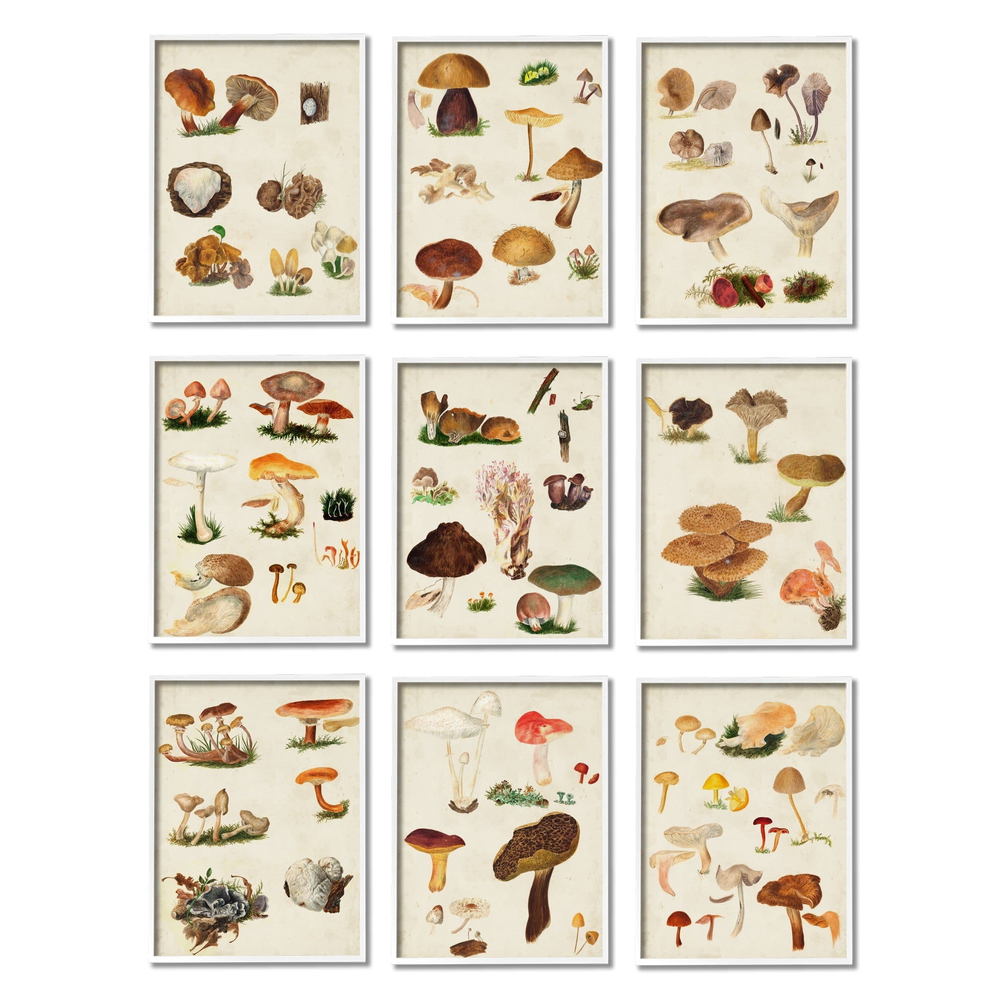 Stupell Industries Various Rustic Mushrooms Vegetal Nature Study Diagram Framed Wall Art, 11 x 14, Design by Vision Studio