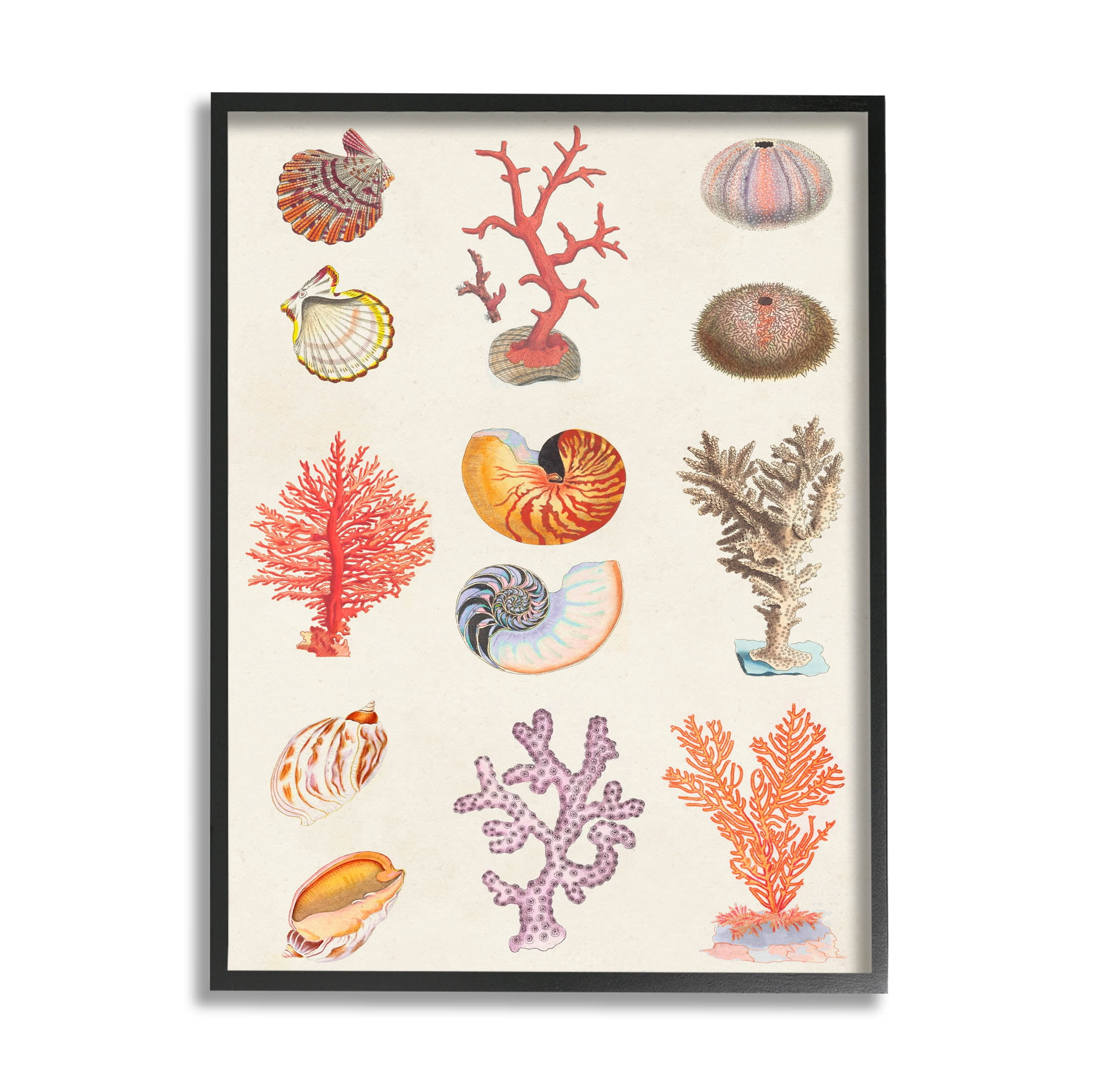 Stupell Industries Various Sea Life Nautical Latin Study Graphic Art Black Framed Art Print Wall Art, Design by Vision Studio