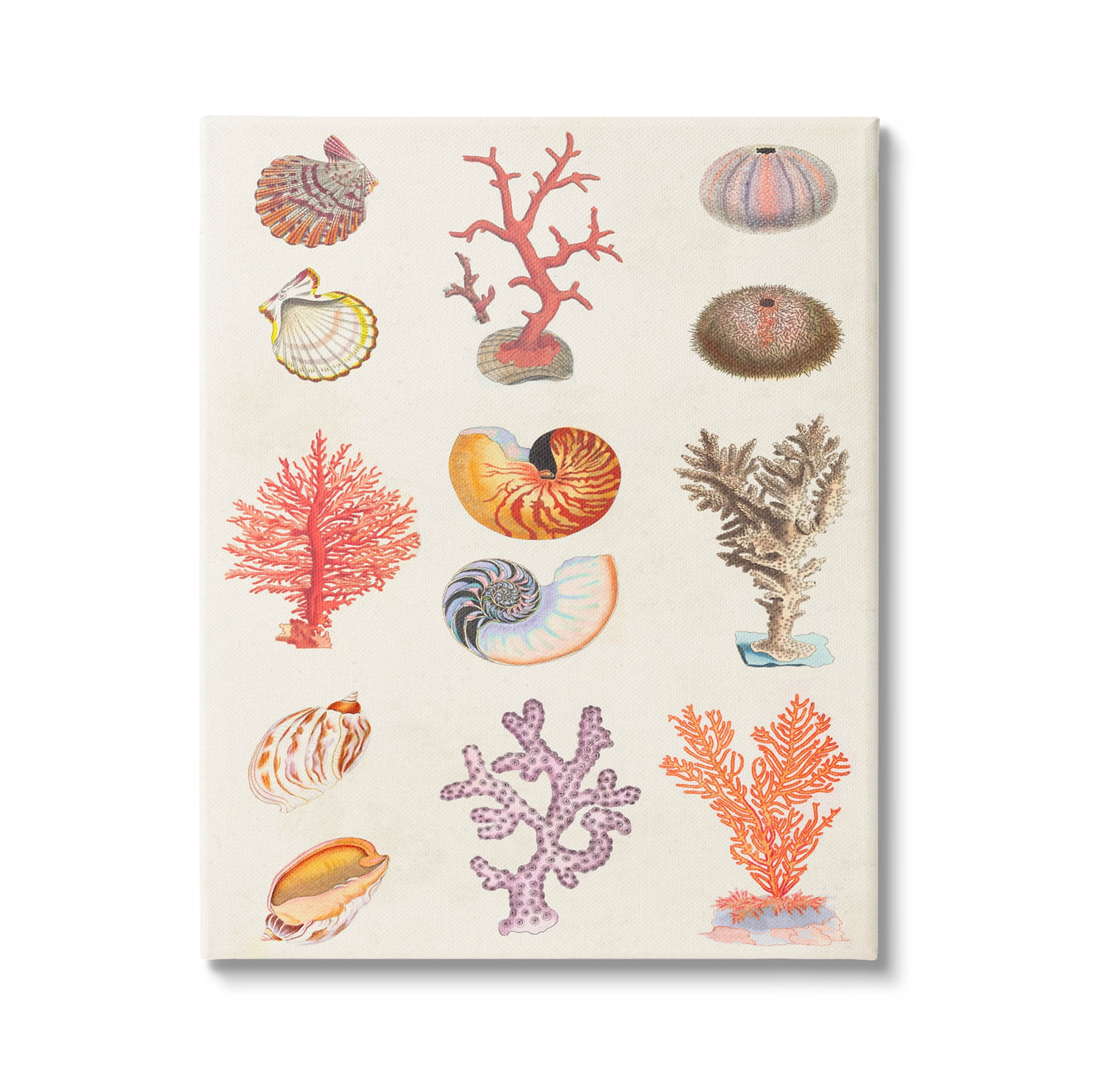 Stupell Industries Various Sea Life Nautical Latin Study Graphic Art Gallery Wrapped Canvas Print Wall Art, Design by Vision Studio