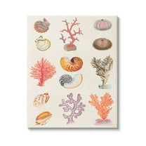 Stupell Industries Various Sea Life Nautical Latin Study Graphic Art Gallery Wrapped Canvas Print Wall Art, Design by Vision Studio