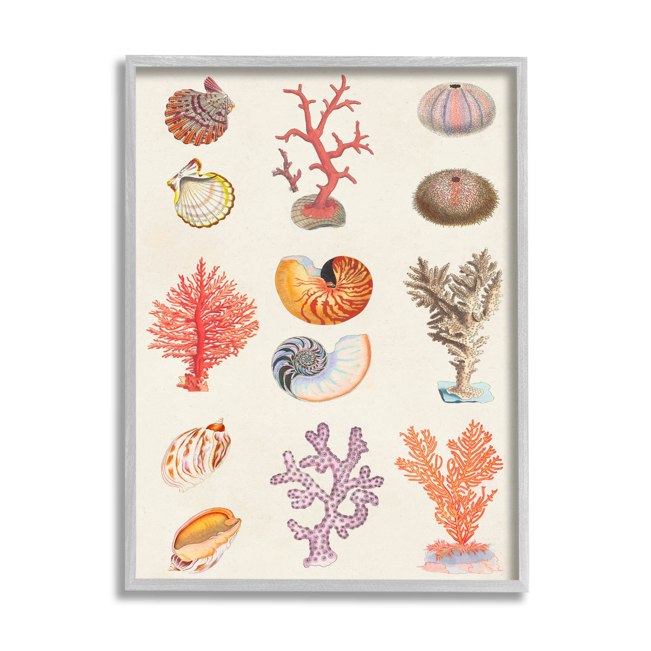Stupell Industries Various Sea Life Nautical Latin Study Graphic Art Gray Framed Art Print Wall Art, Design by Vision Studio