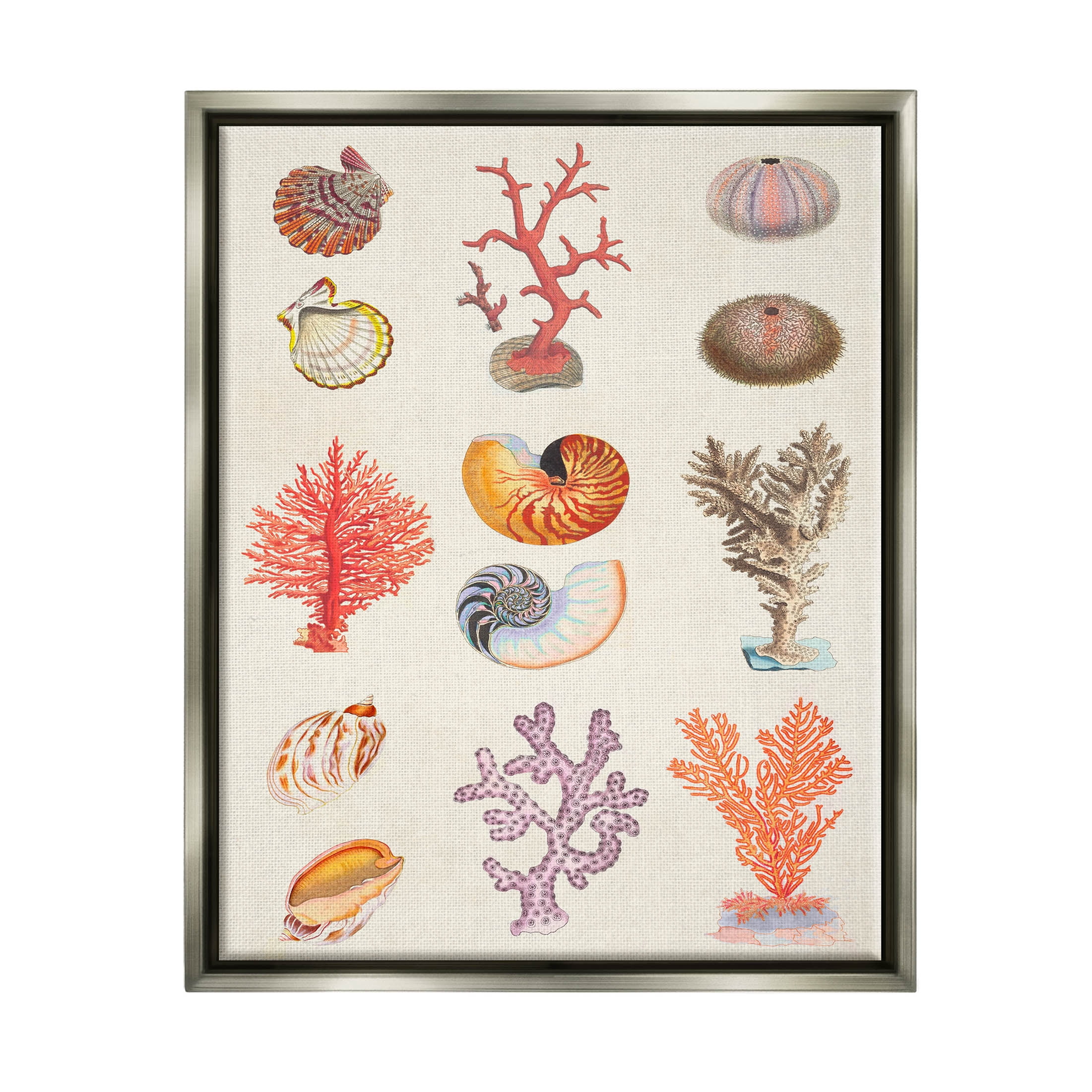 Stupell Industries Various Sea Life Nautical Latin Study Graphic Art Luster Gray Floating Framed Canvas Print Wall Art, Design by Vision Studio