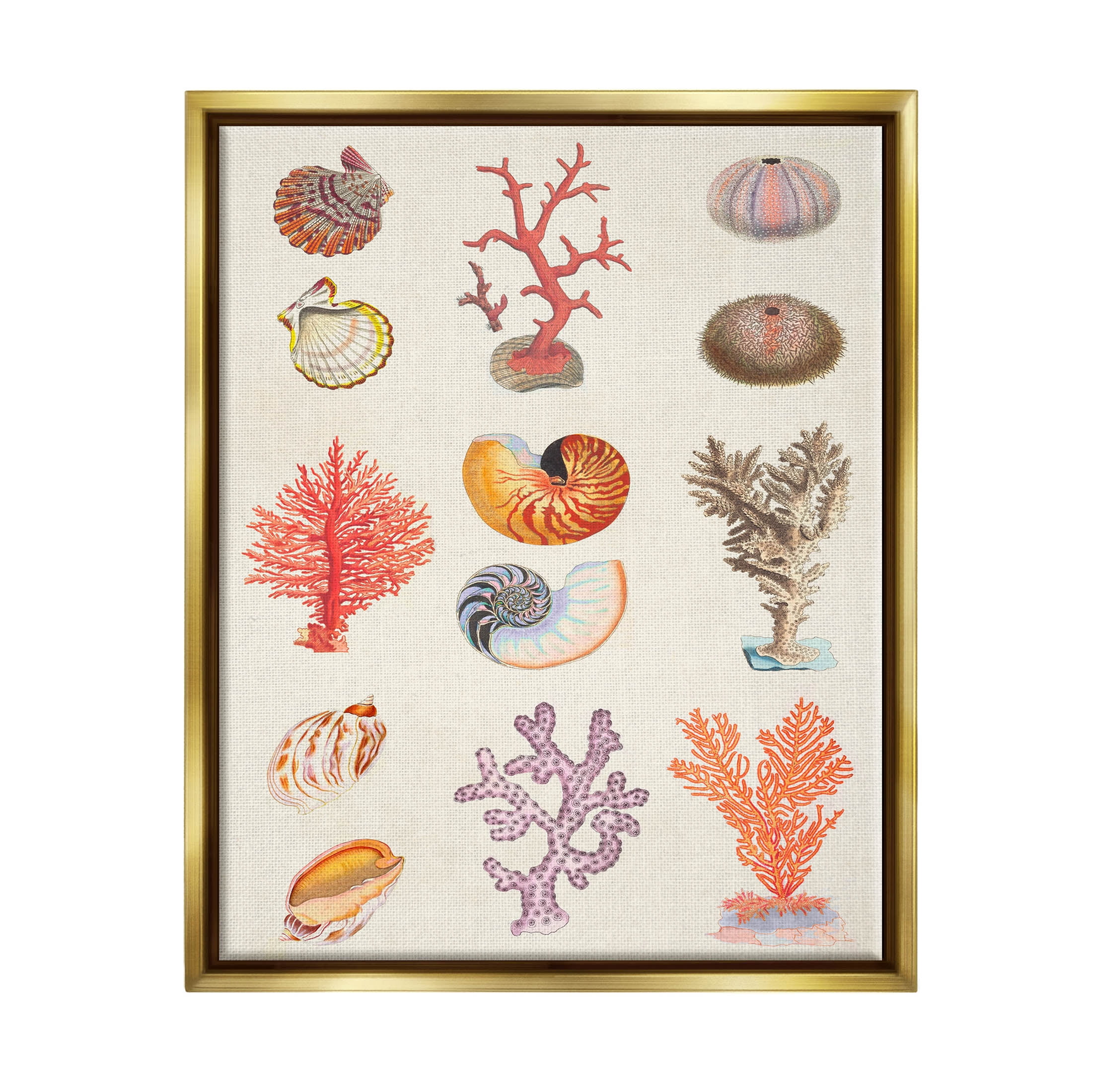 Stupell Industries Various Sea Life Nautical Latin Study Graphic Art Metallic Gold Floating Framed Canvas Print Wall Art, Design by Vision Studio