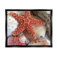 thumbnail image 1 of Stupell Industries Various Seashells Ashore Animals & Insects Photography Black Floater Framed Canvas Art Print Wall Art, 21 x 17, 1 of 10