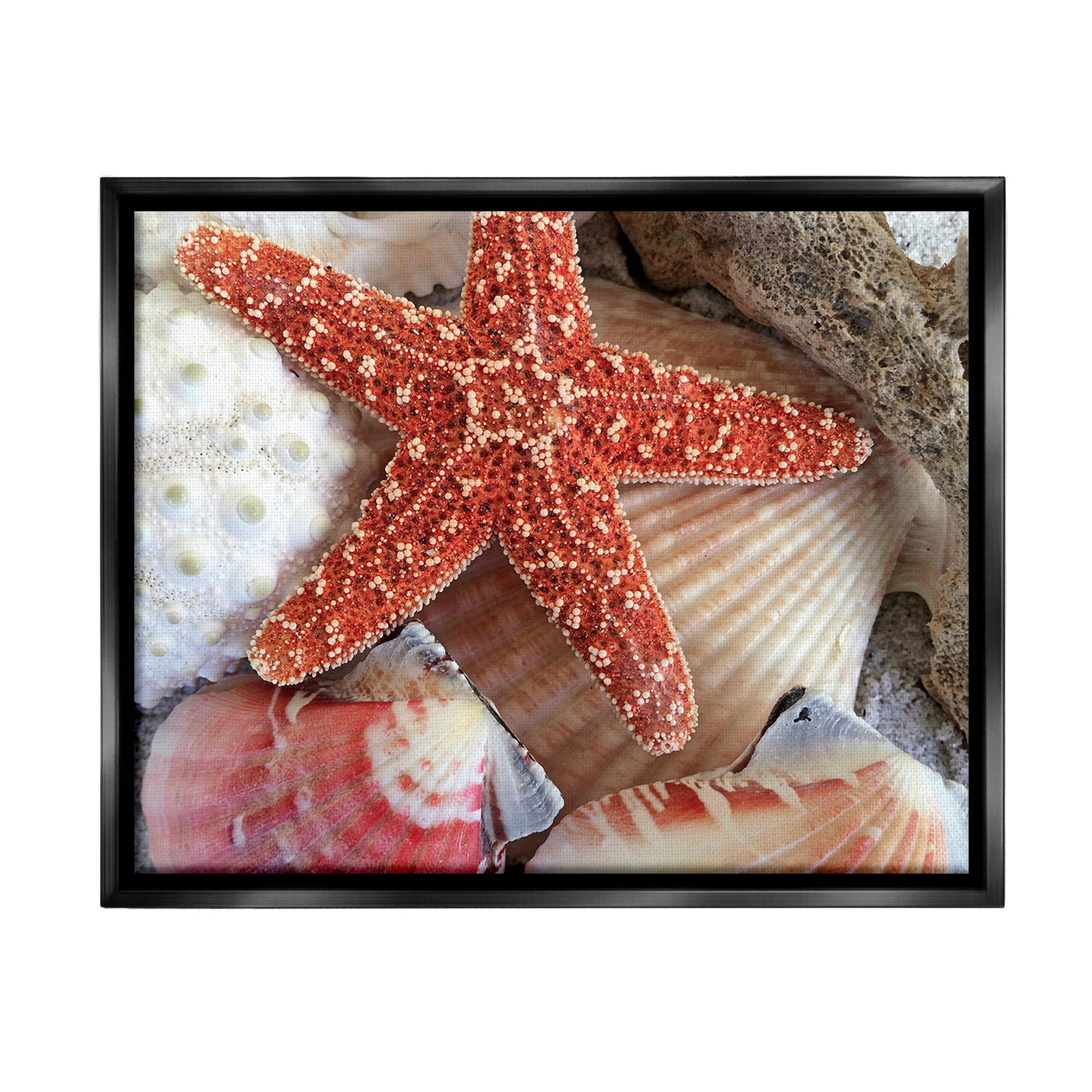 Stupell Industries Various Seashells Ashore Animals & Insects Photography Black Floater Framed Canvas Art Print Wall Art, 31 x 25