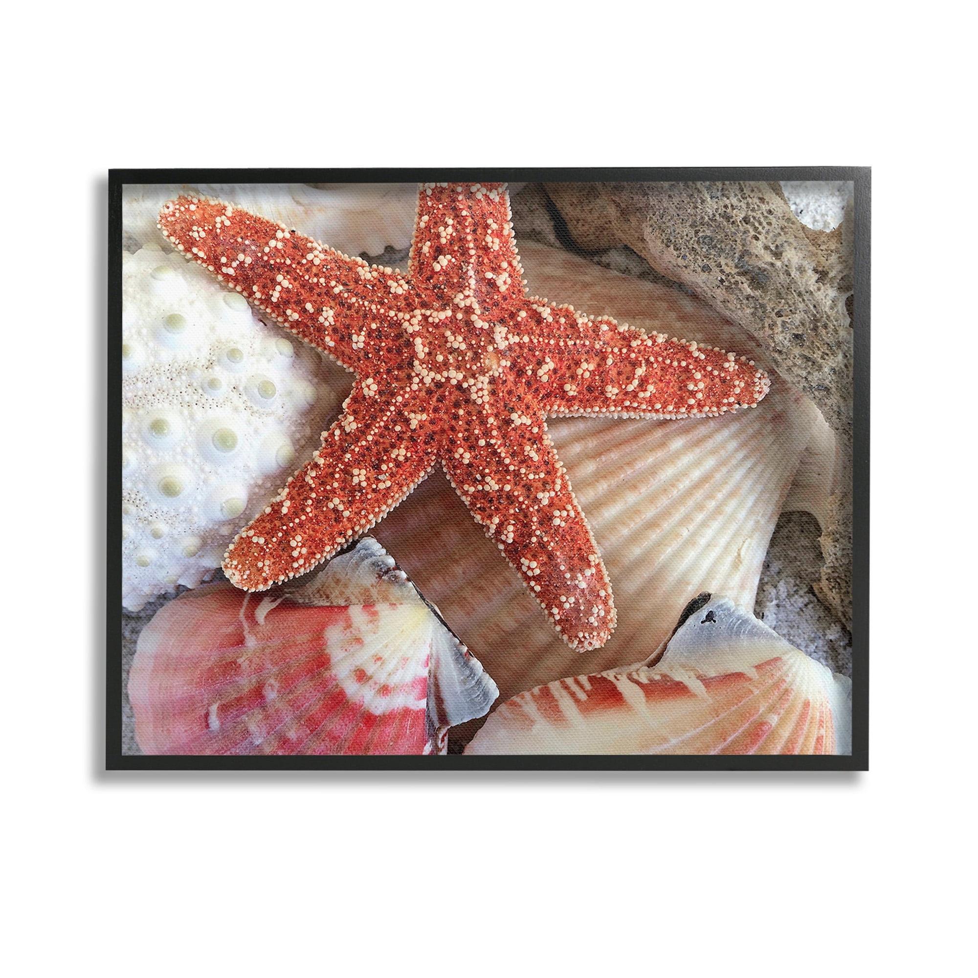 Stupell Industries Various Seashells Ashore Animals & Insects Photography Black Framed Art Print Wall Art, 14 x 11