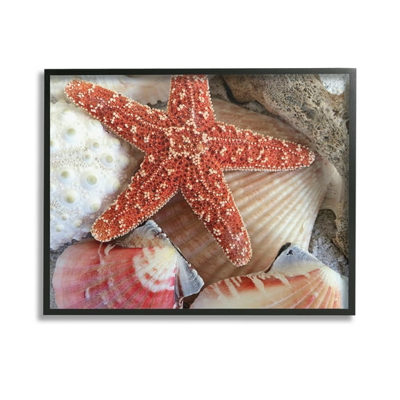 Stupell Industries Various Seashells Ashore Animals & Insects Photography Black Framed Art Print Wall Art, 14 x 11