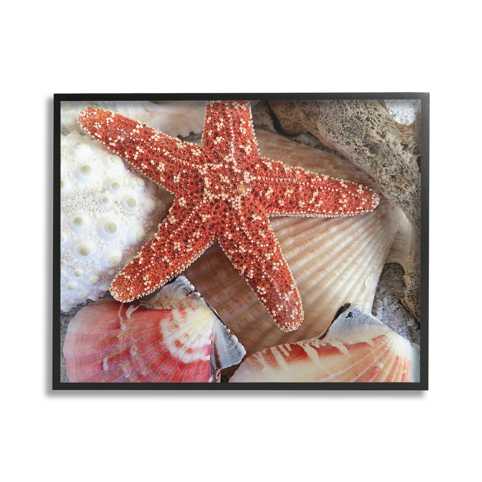 Stupell Industries Various Seashells Ashore Animals & Insects Photography Black Framed Art Print Wall Art, 30 x 24