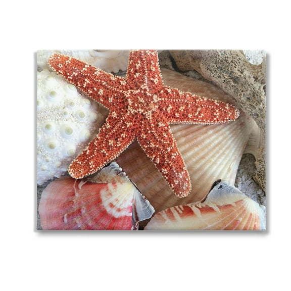 Stupell Industries Various Seashells Ashore Animals & Insects Photography Gallery Wrapped Canvas Art Print Wall Art, 20 x 16