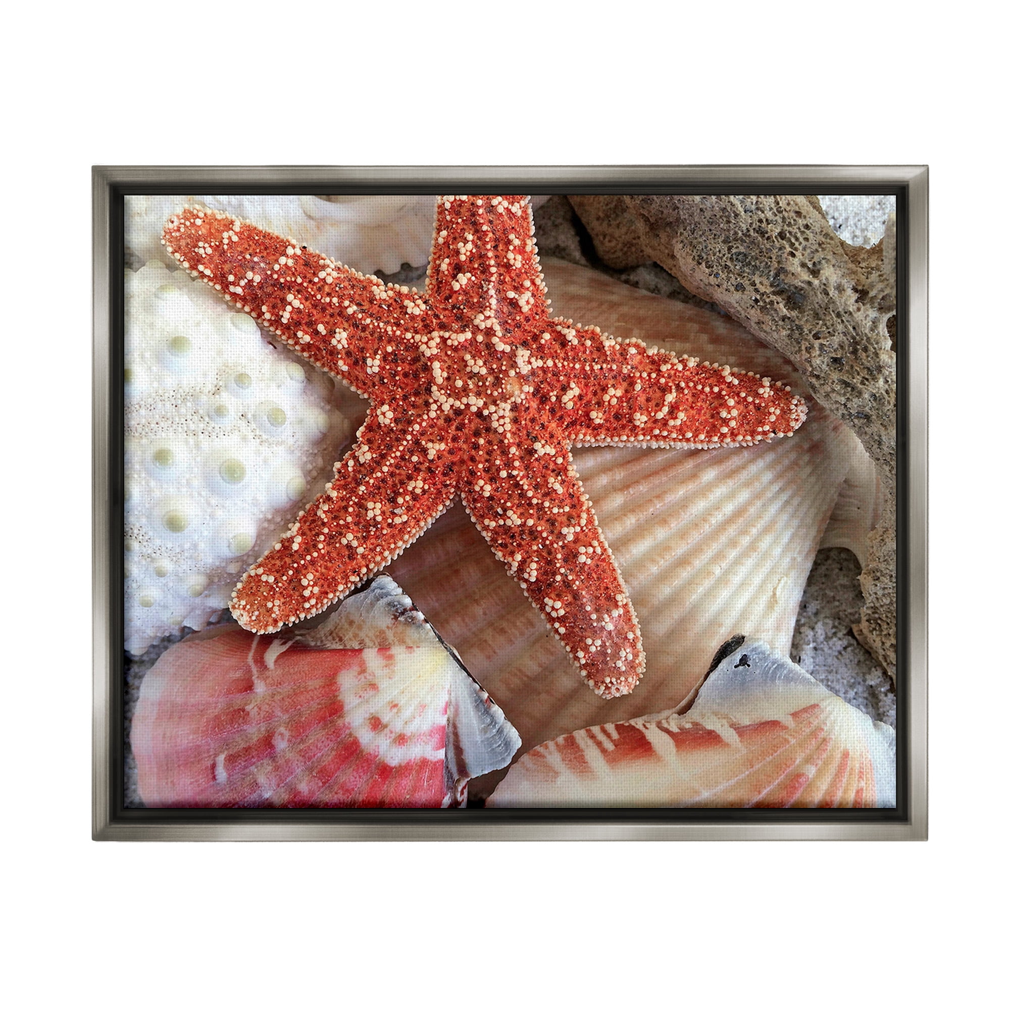 Stupell Industries Various Seashells Ashore Animals & Insects Photography Gray Floater Framed Canvas Art Print Wall Art, 21 x 17