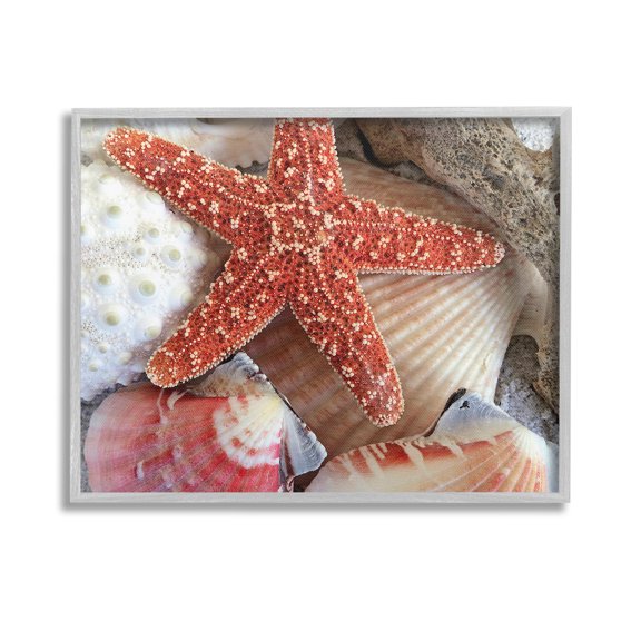 Stupell Industries Various Seashells Ashore Animals & Insects Photography Gray Framed Art Print Wall Art, 14 x 11