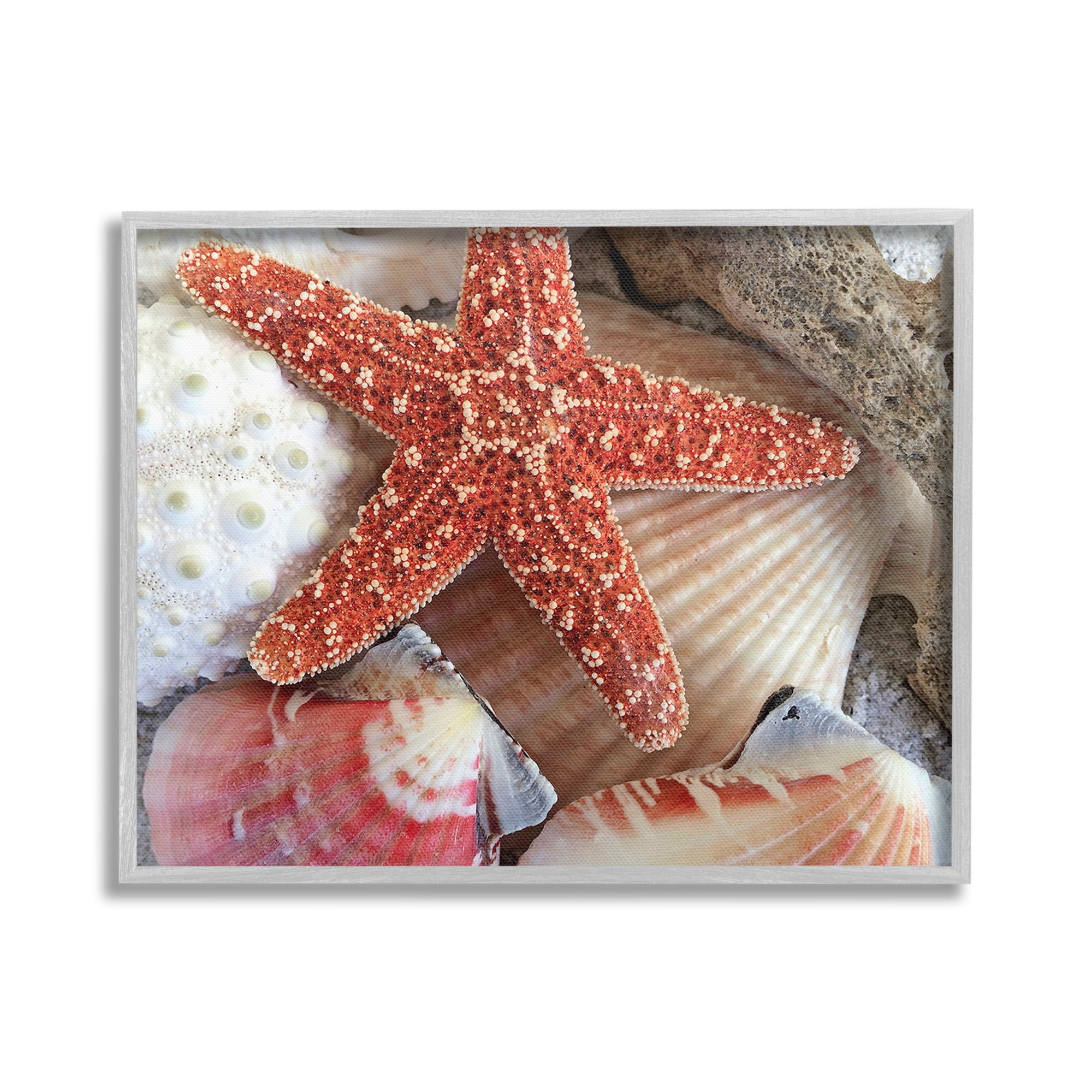 Stupell Industries Various Seashells Ashore Animals & Insects Photography Gray Framed Art Print Wall Art, 30 x 24