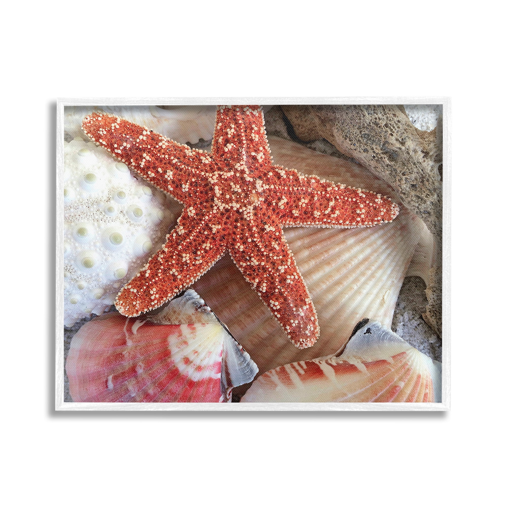 Stupell Industries Various Seashells Ashore Animals & Insects Photography White Framed Art Print Wall Art, 30 x 24