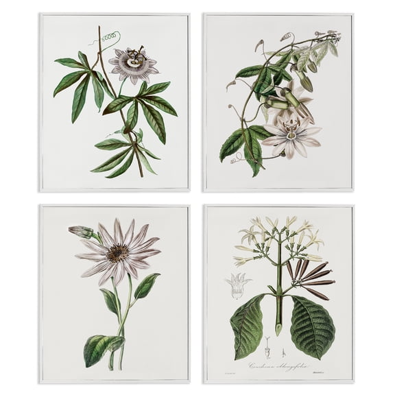 Stupell Industries Various Vintage Botanicals Floral Painting White Framed Art Print Wall Art, 11 x 14, Set of 4