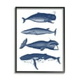 thumbnail image 1 of Stupell Industries Various Whales Types Sea Life Detailed Illustrations Graphic Art Black Framed Art Print Wall Art, Design by Lettered and Lined, 1 of 5