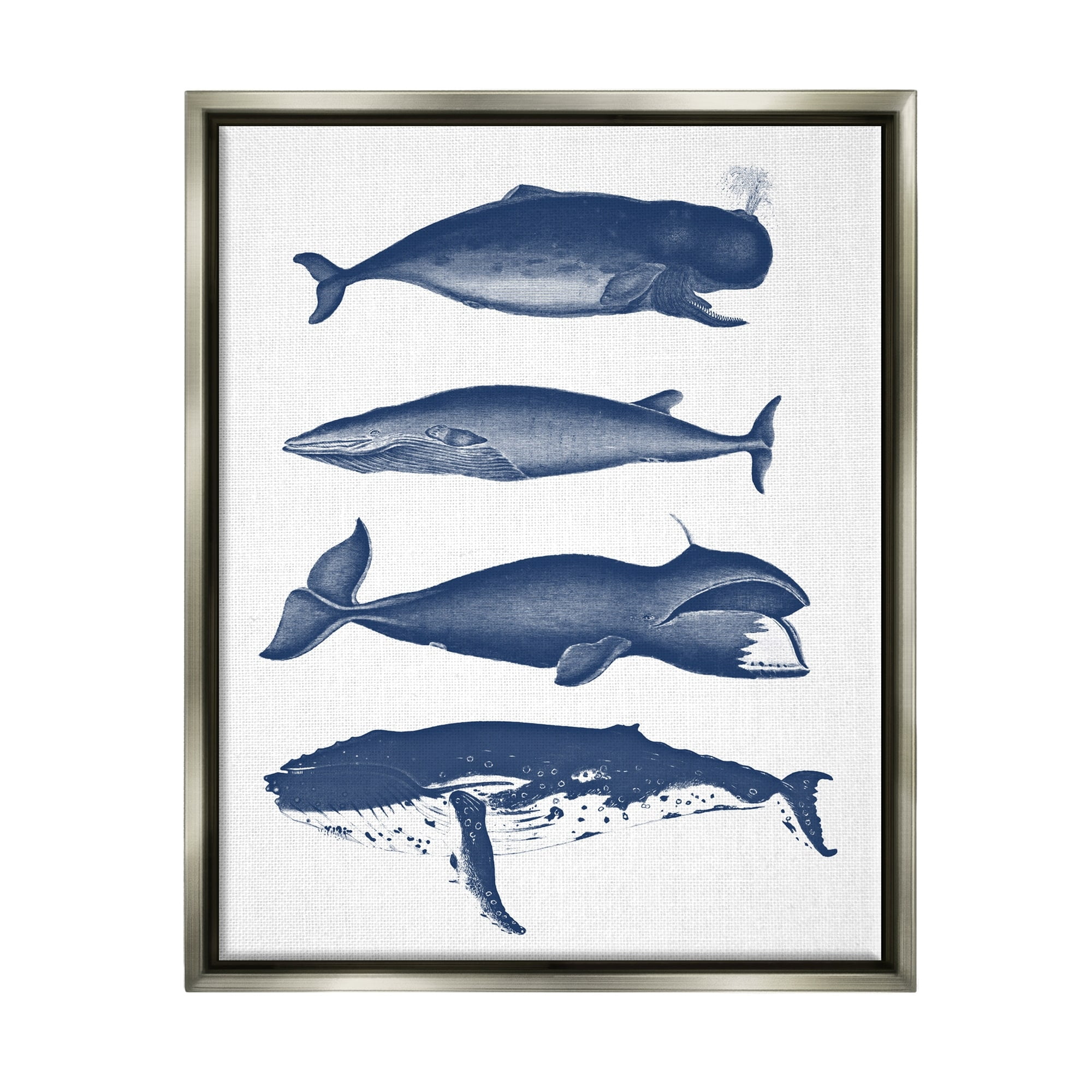 Stupell Industries Various Whales Types Sea Life Detailed Illustrations Graphic Art Luster Gray Floating Framed Canvas Print Wall Art, Design by Lettered and Lined